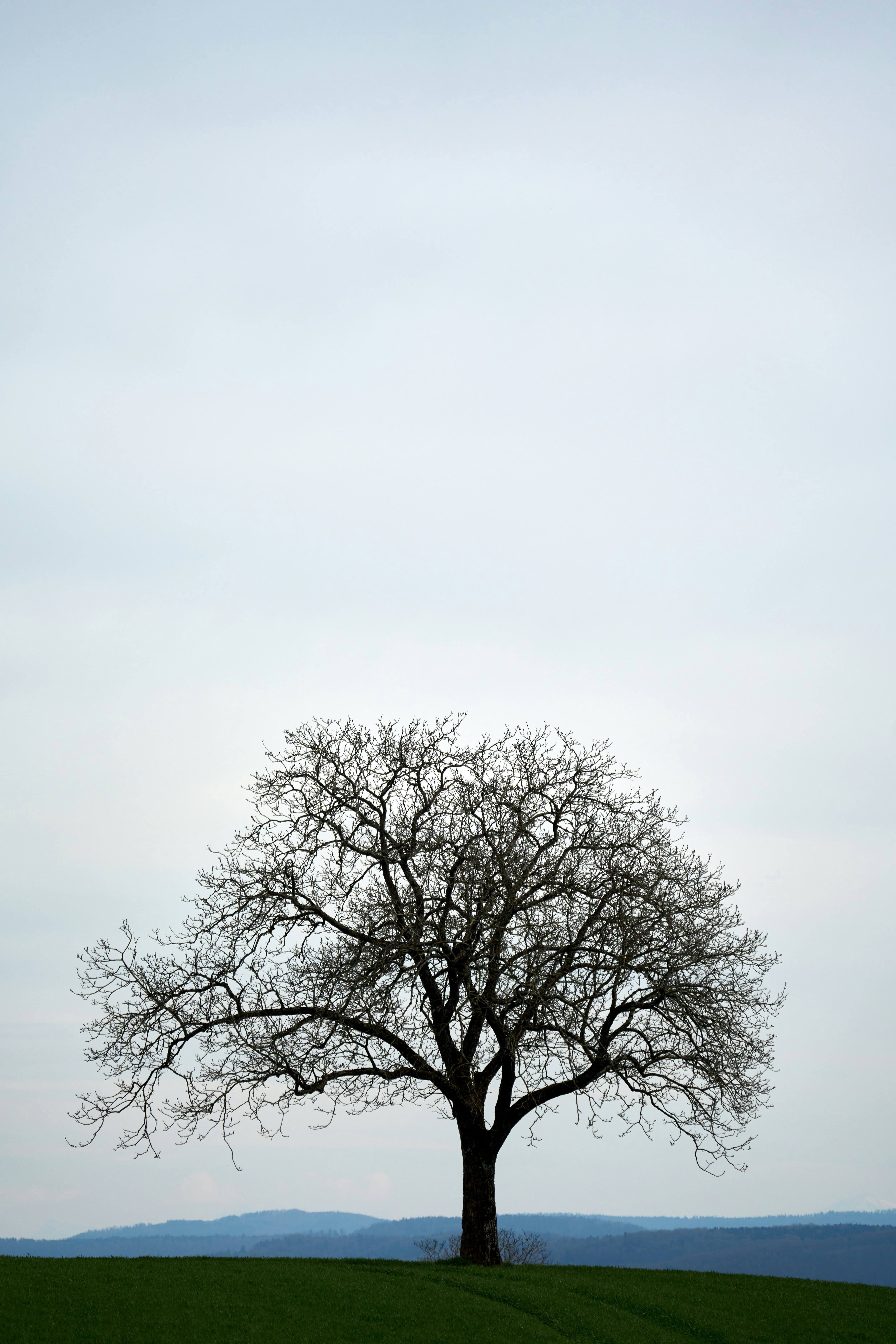 Photo by wolfgang_hasselmann