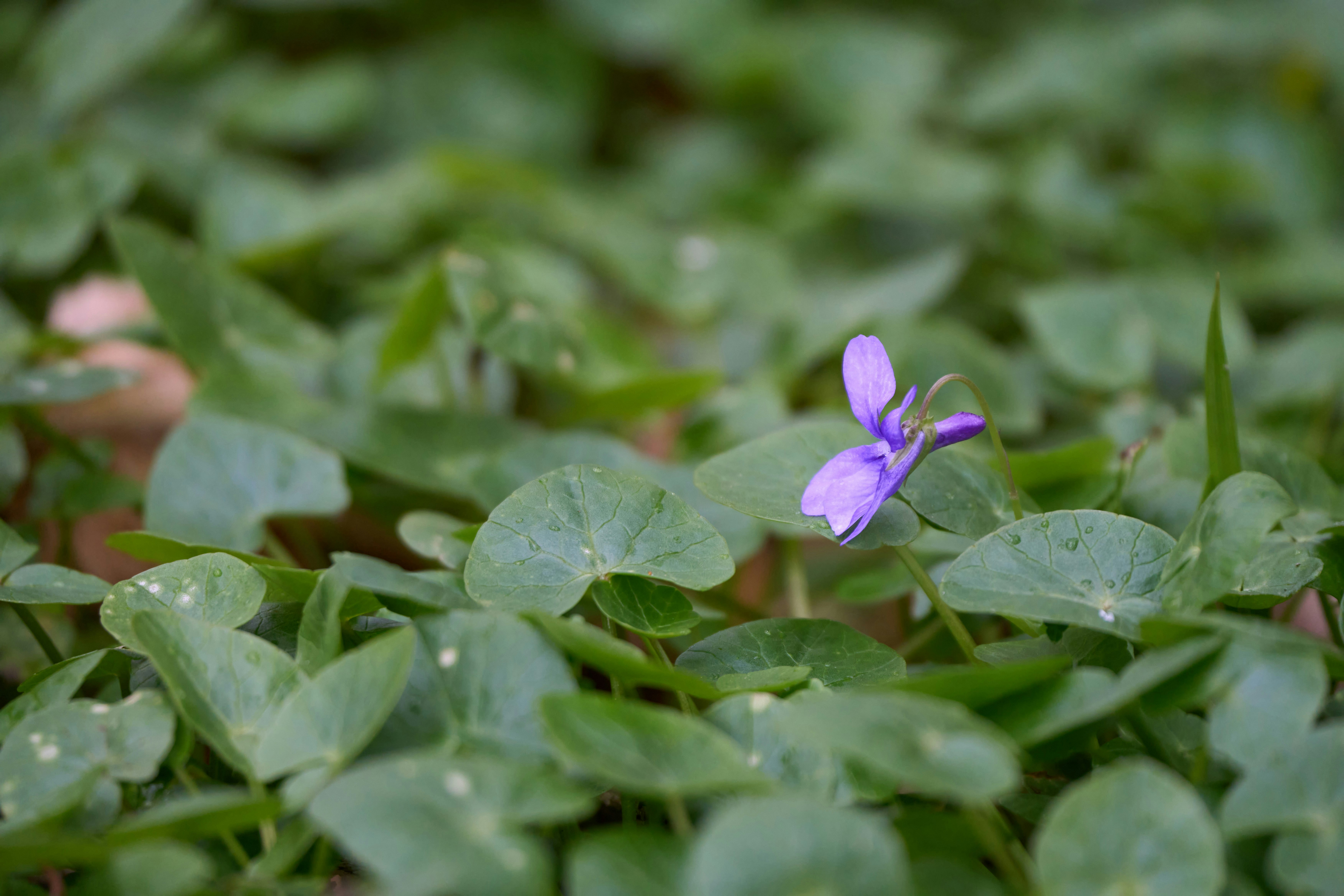 Photo by wolfgang_hasselmann