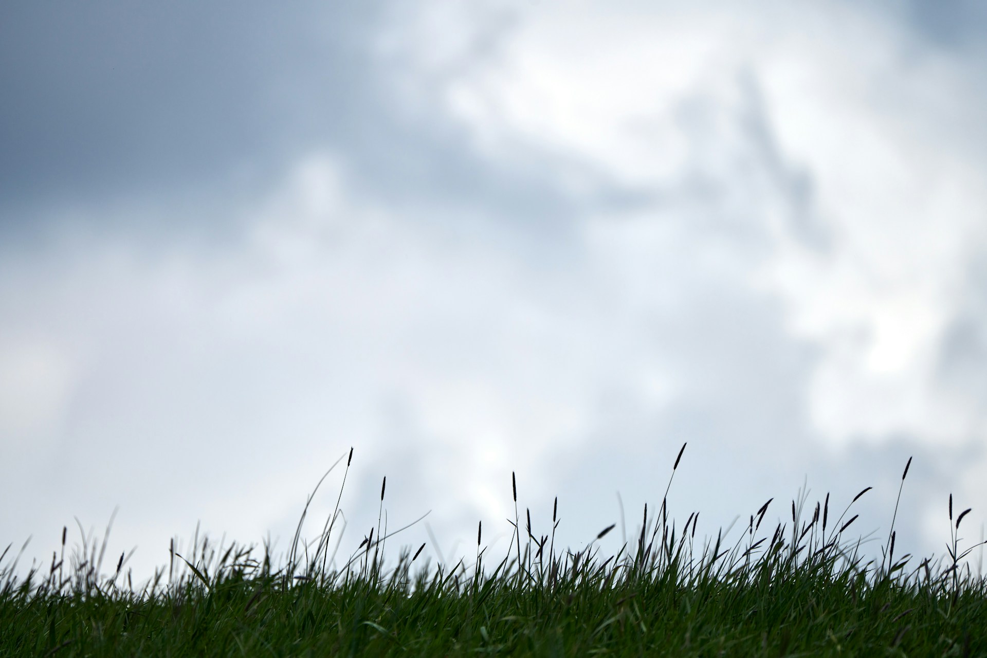 A teddy bear sitting on top of a lush green field