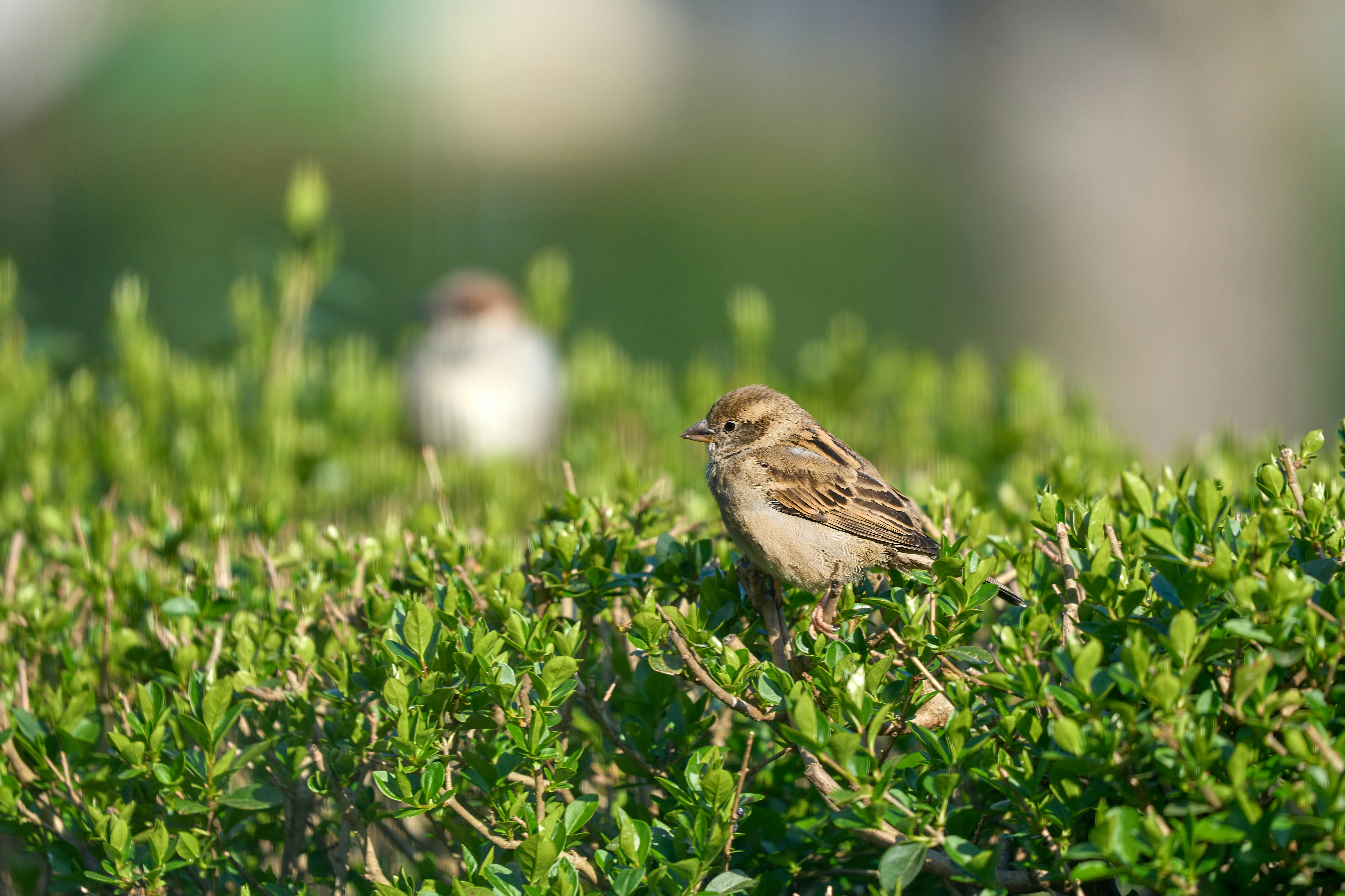 Photo by wolfgang_hasselmann