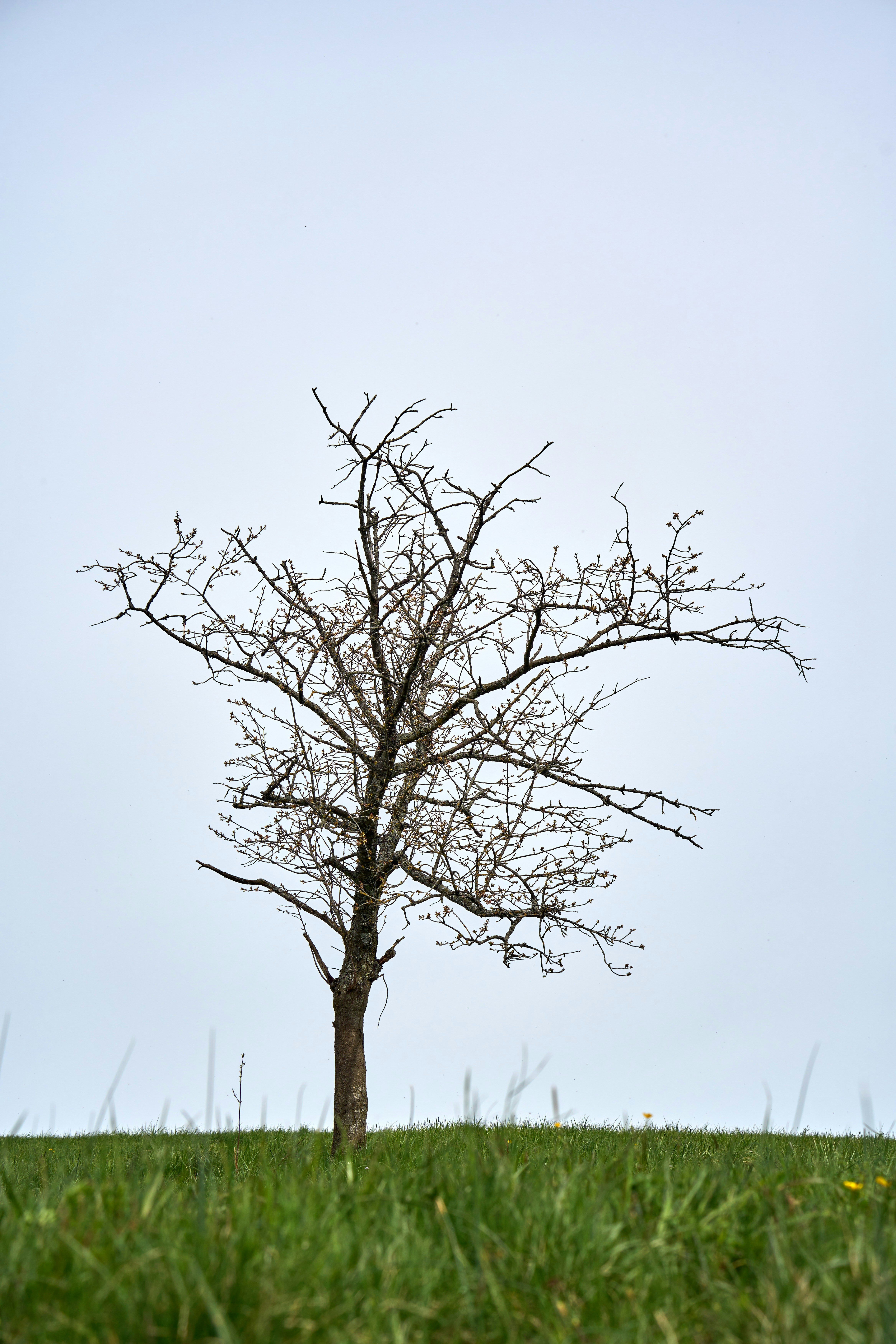 Photo by wolfgang_hasselmann