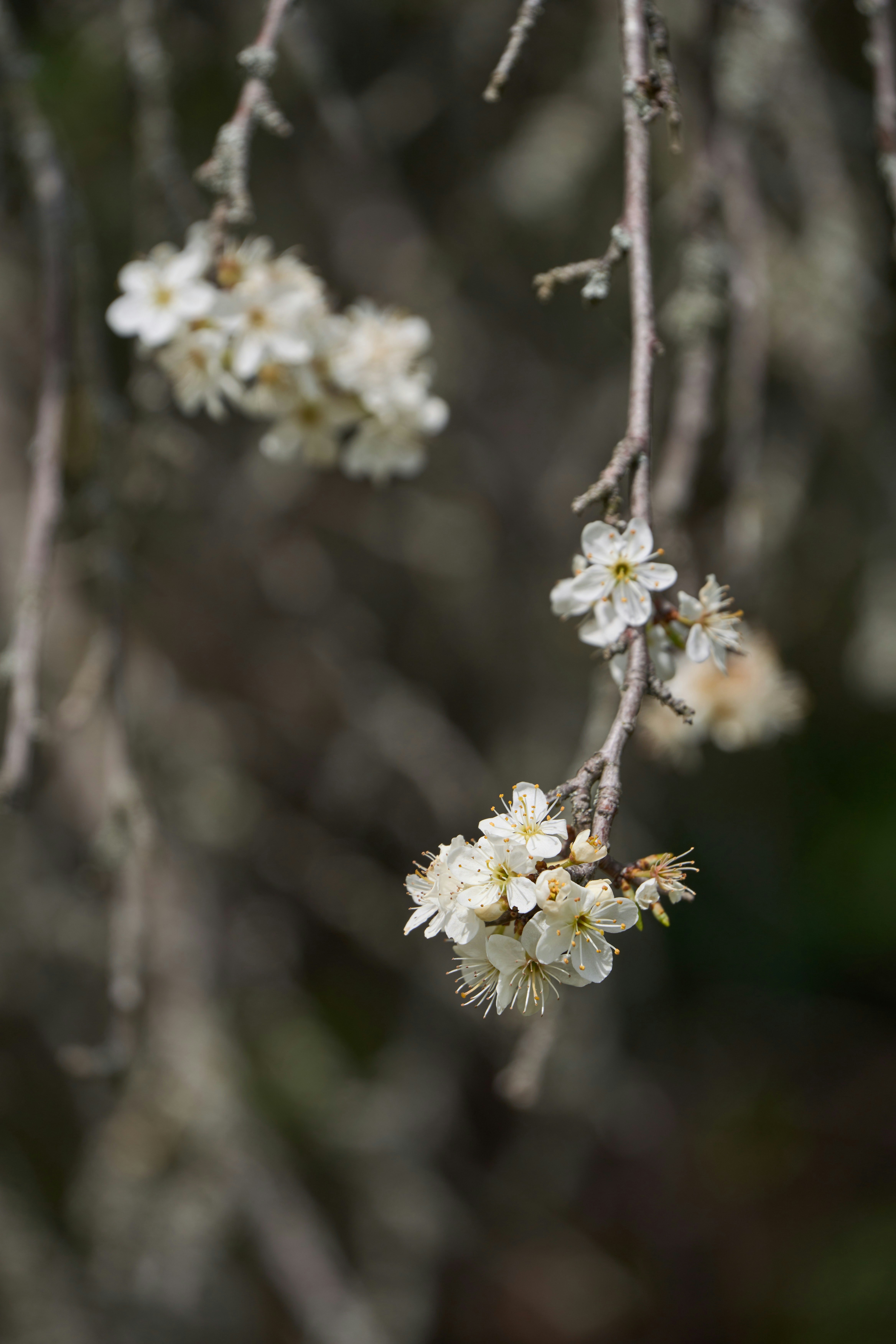 Photo by wolfgang_hasselmann