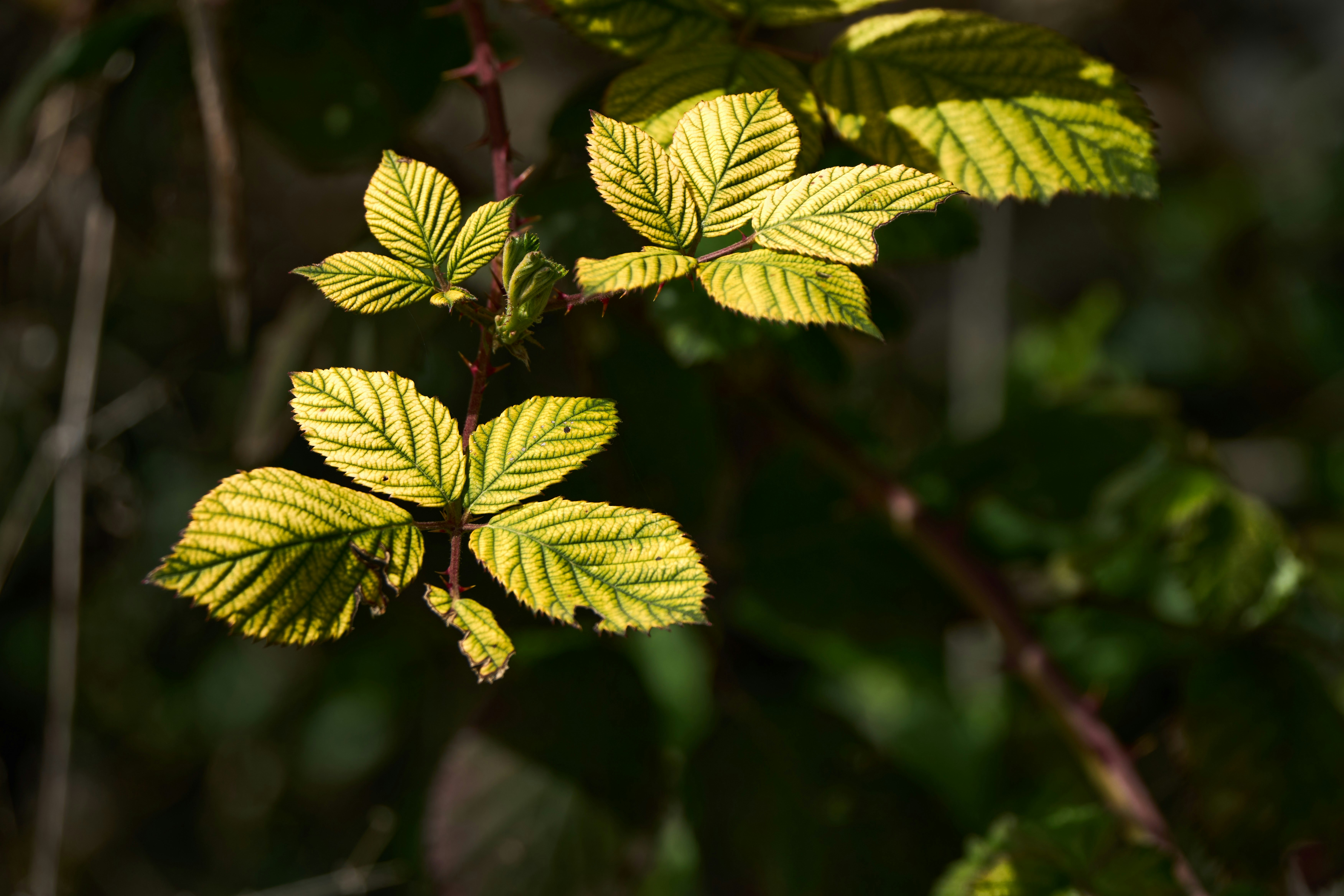 Photo by wolfgang_hasselmann