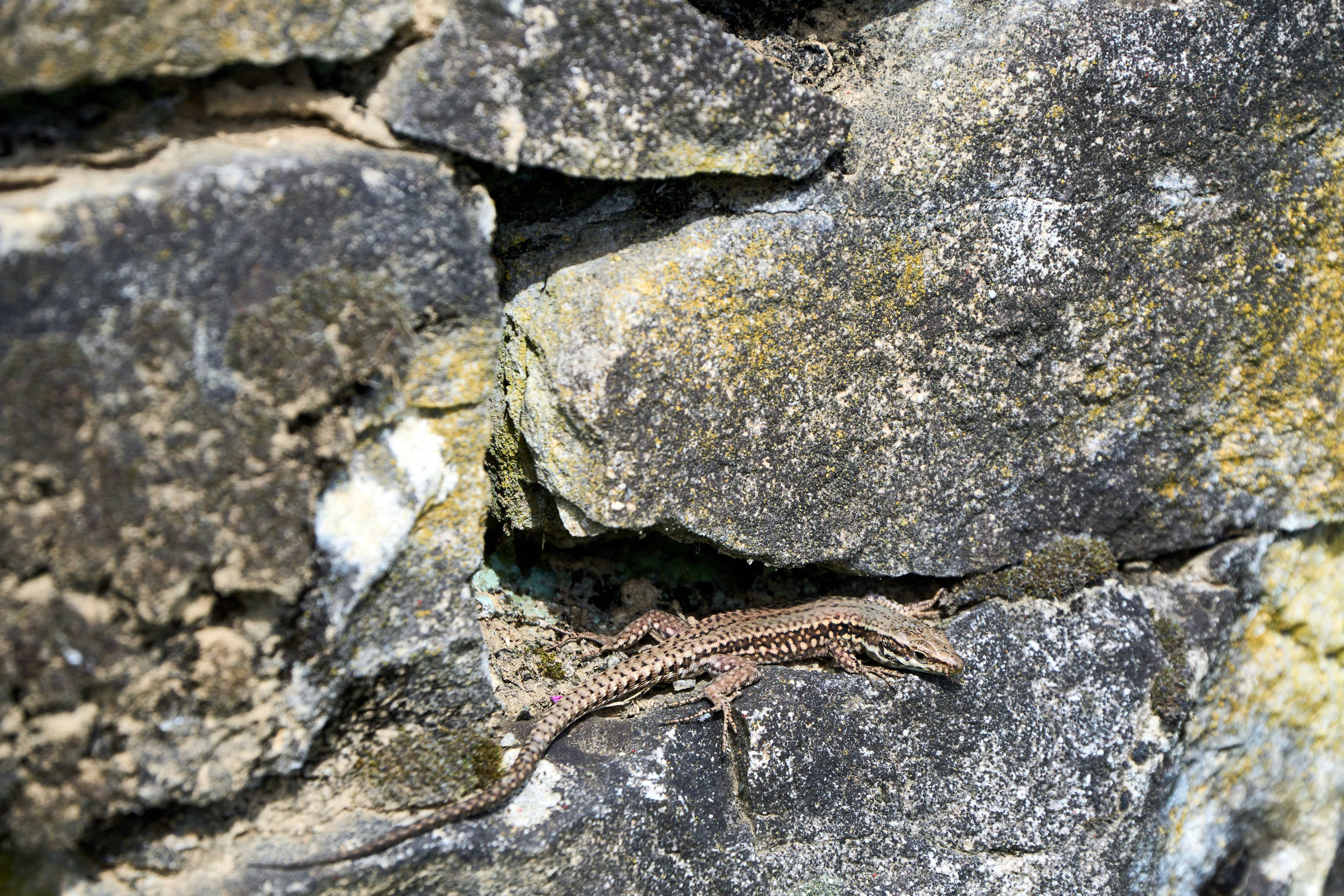 Photo by wolfgang_hasselmann