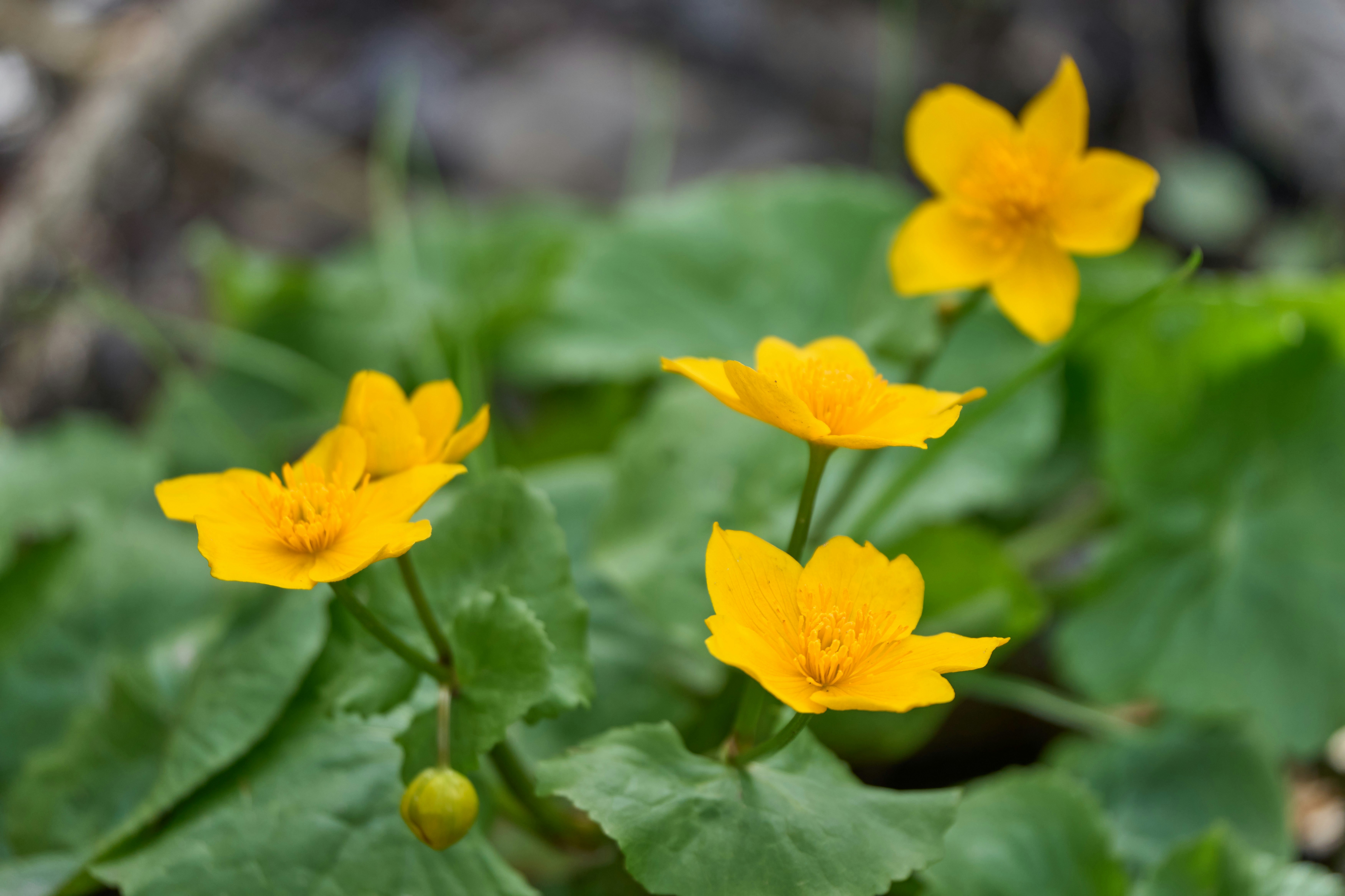 Photo by wolfgang_hasselmann