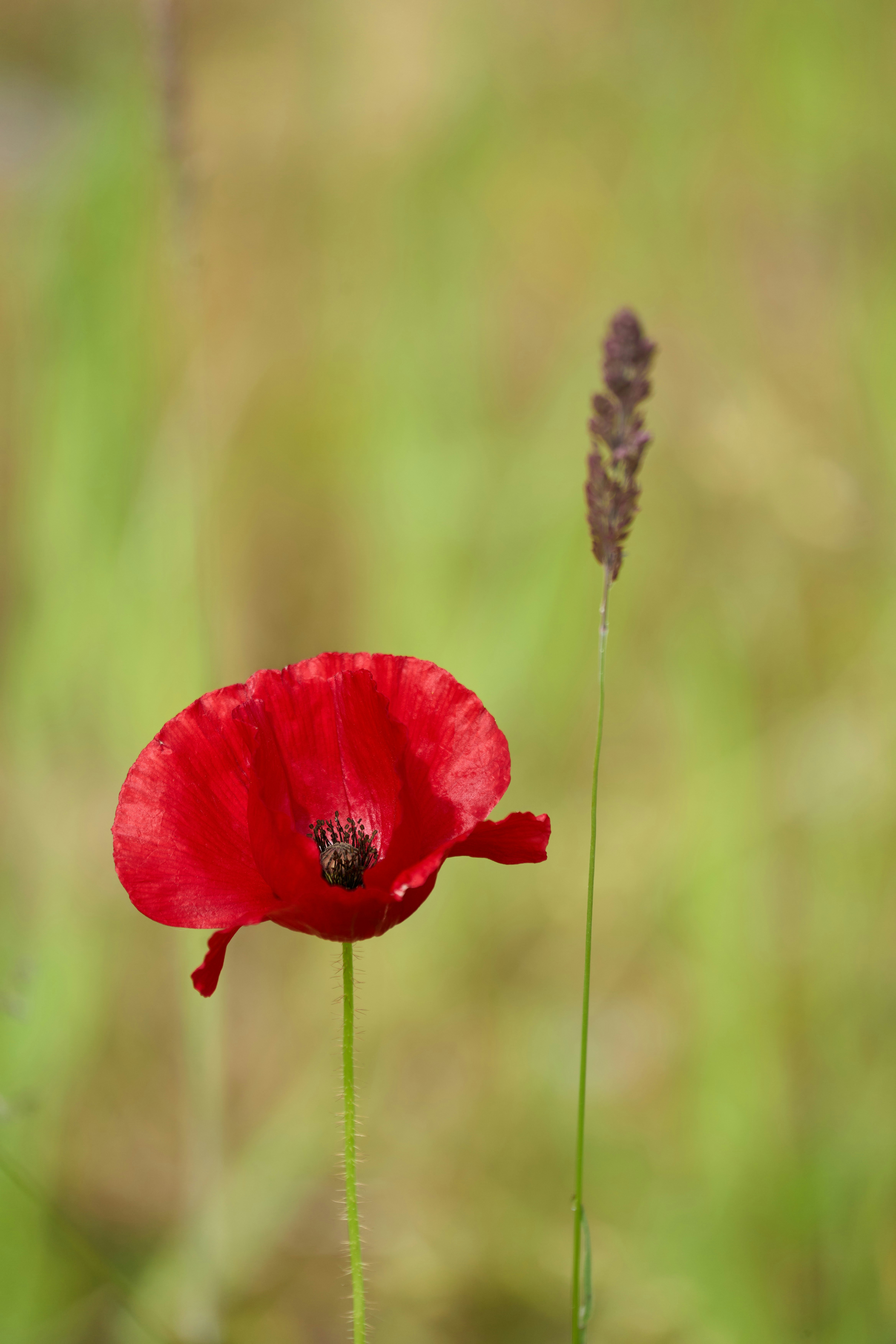 Photo by wolfgang_hasselmann