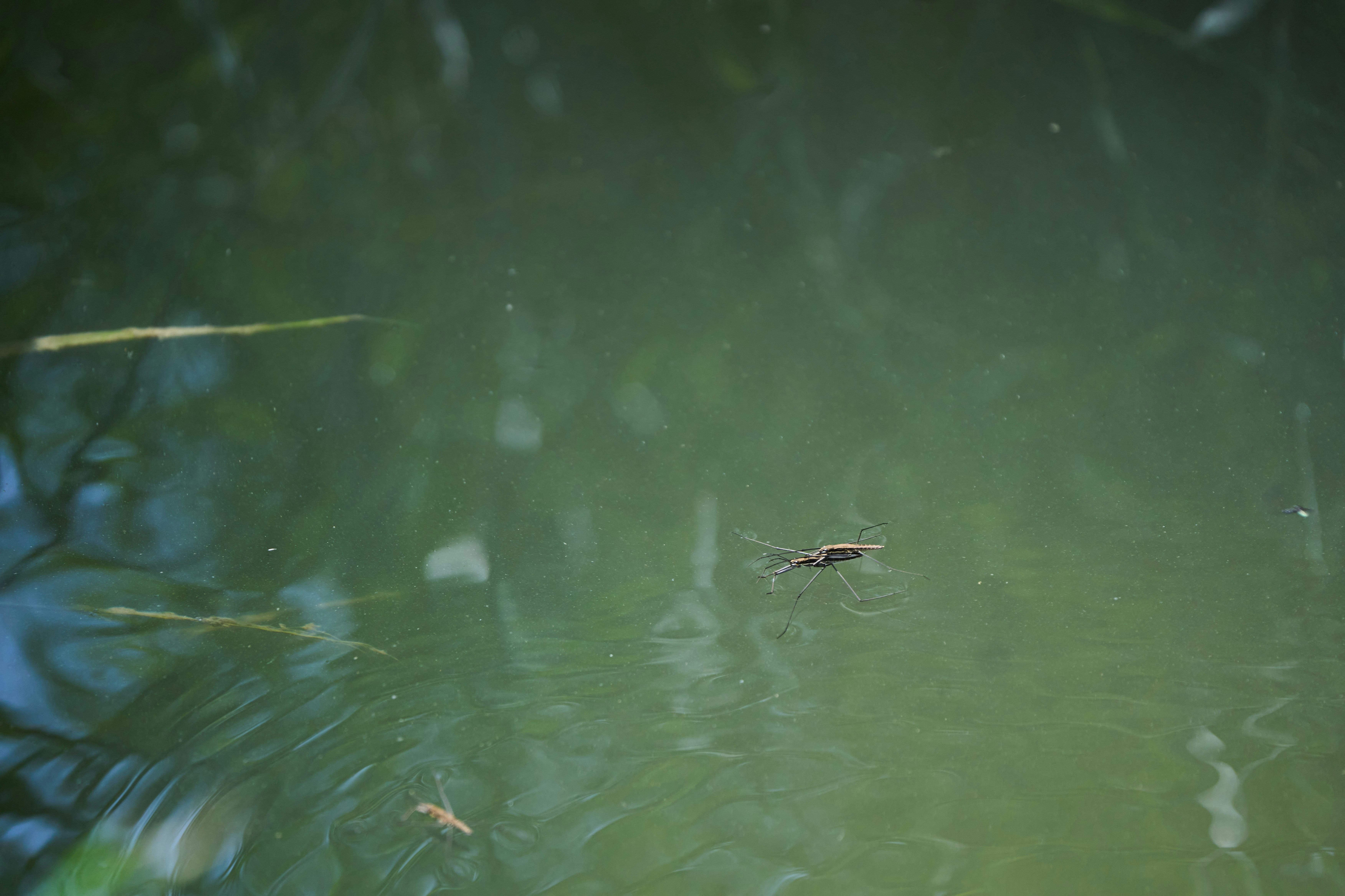 Photo by wolfgang_hasselmann