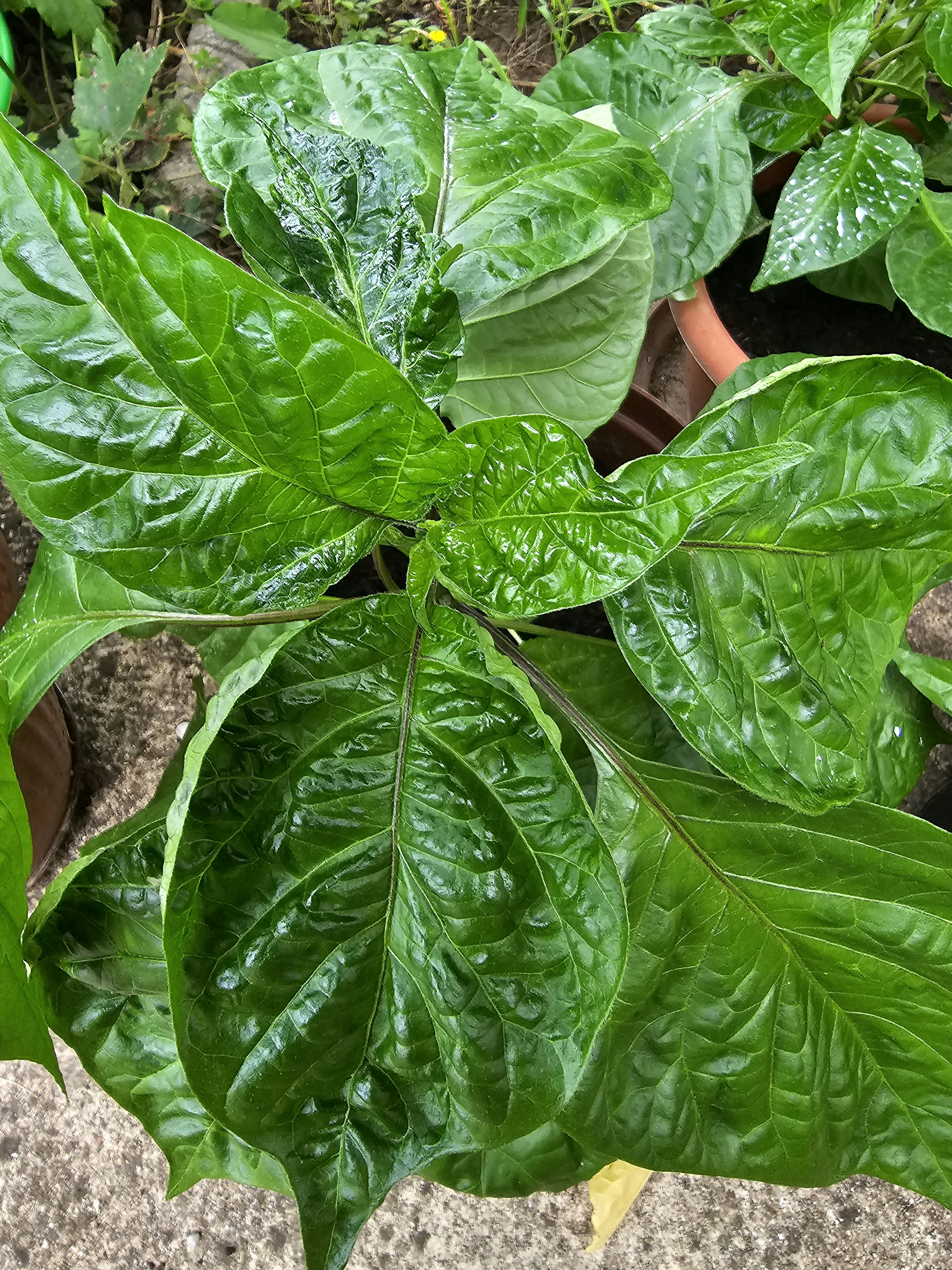 A close up of a plant with green leaves