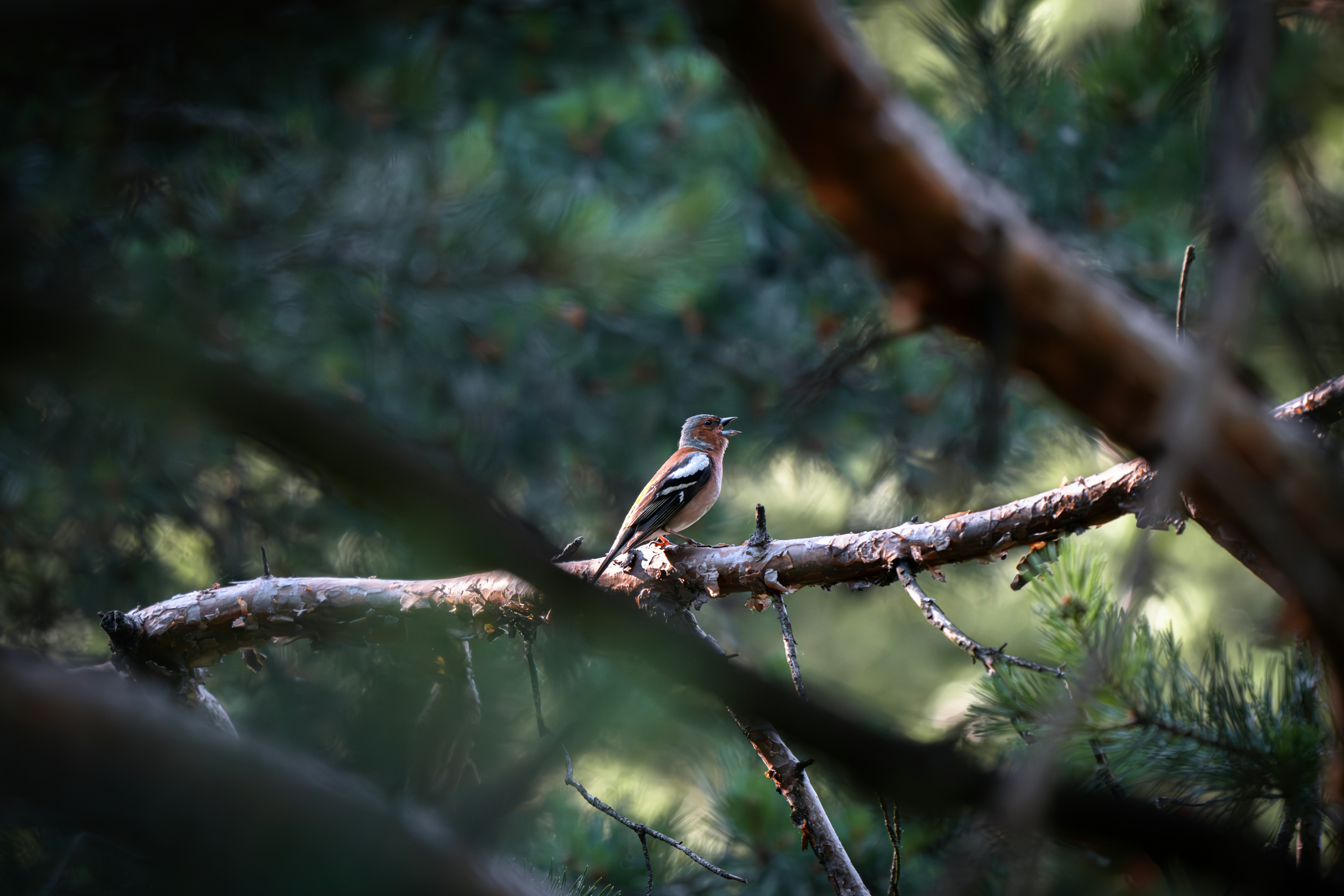 Photo by andreystrizhkov