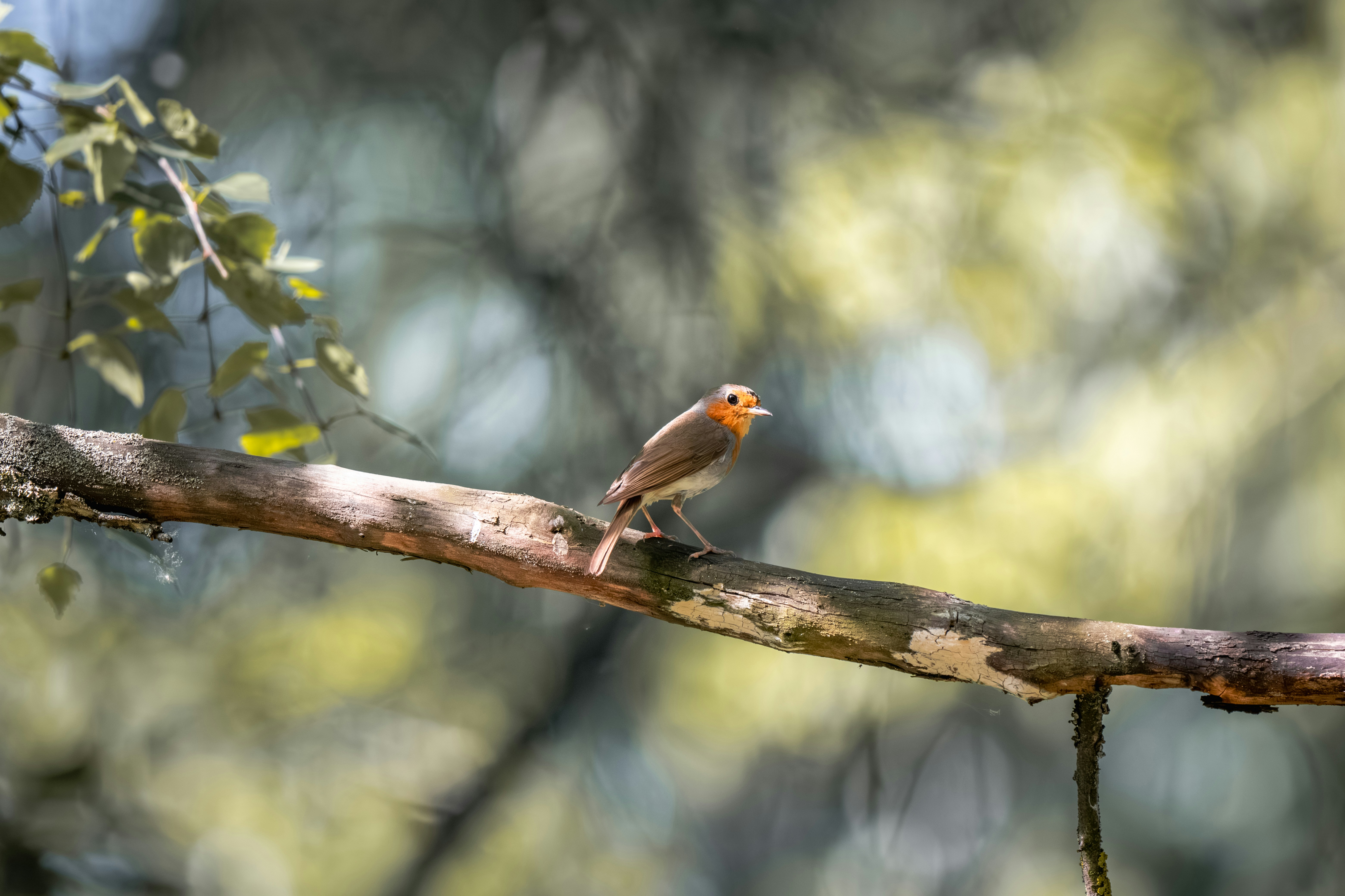 Photo by andreystrizhkov
