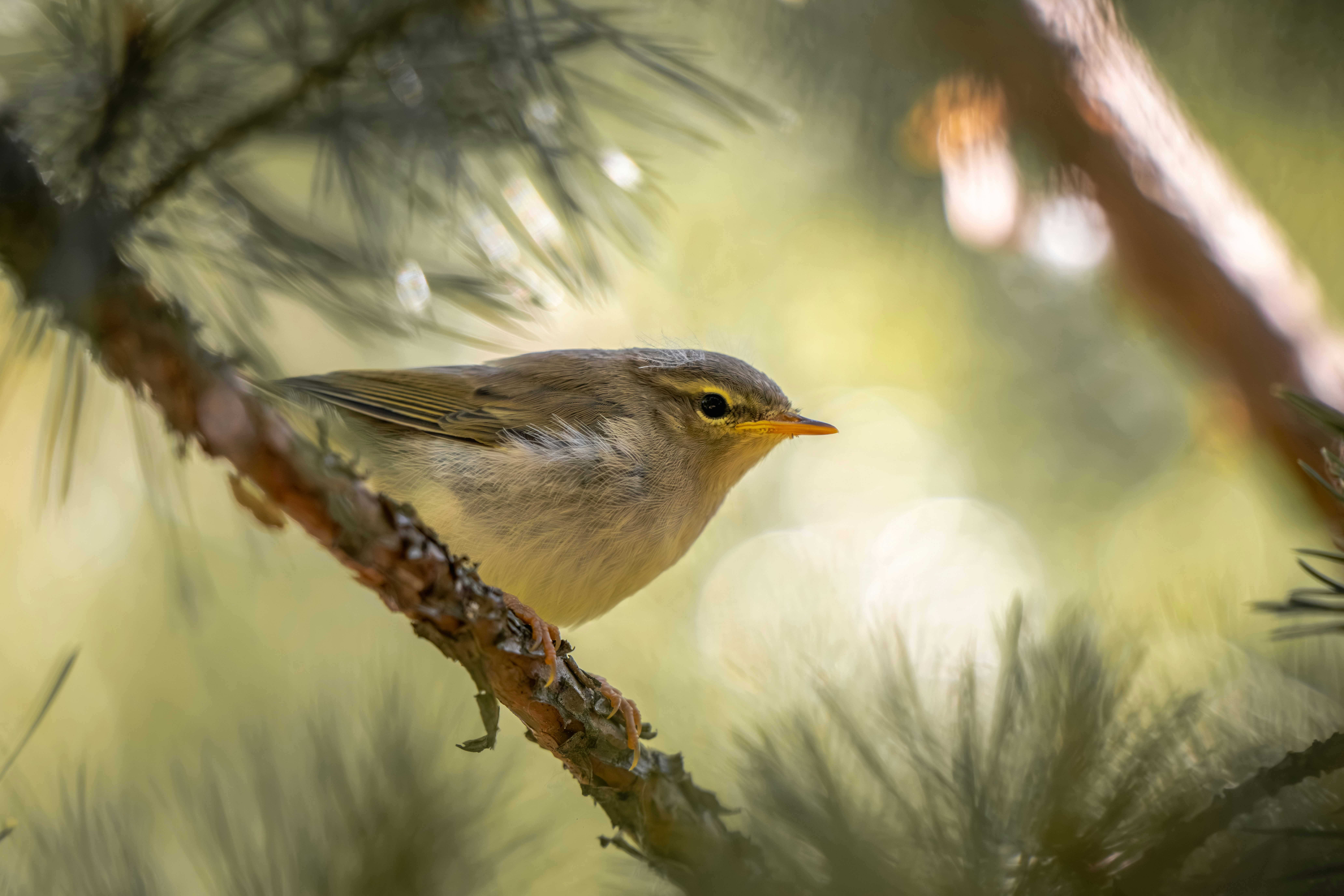 Willow warbler (or Wood warbler?) fledgeling