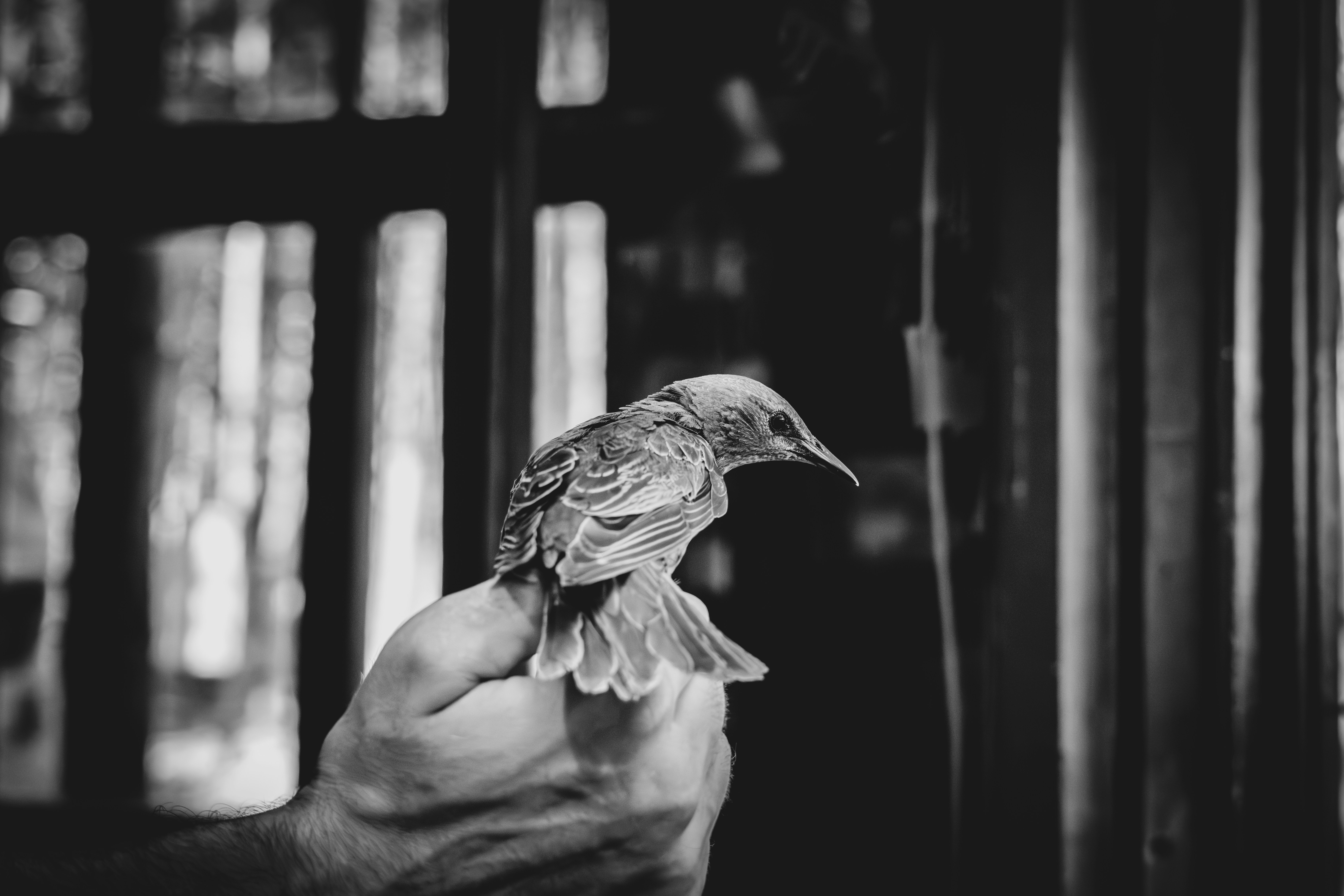 Seseorang memegang burung di tangannya