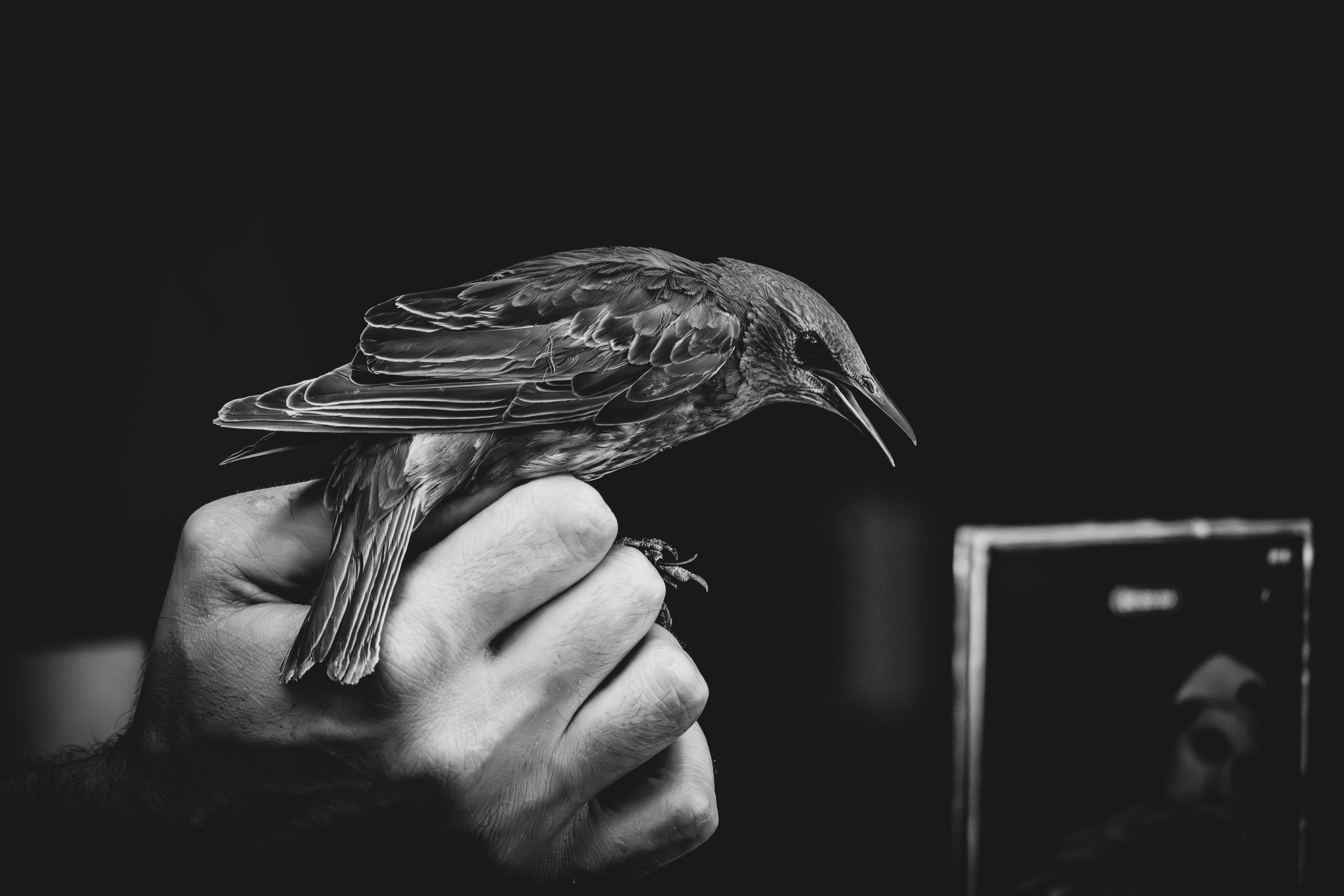 Foto hitam putih seseorang yang memegang burung
