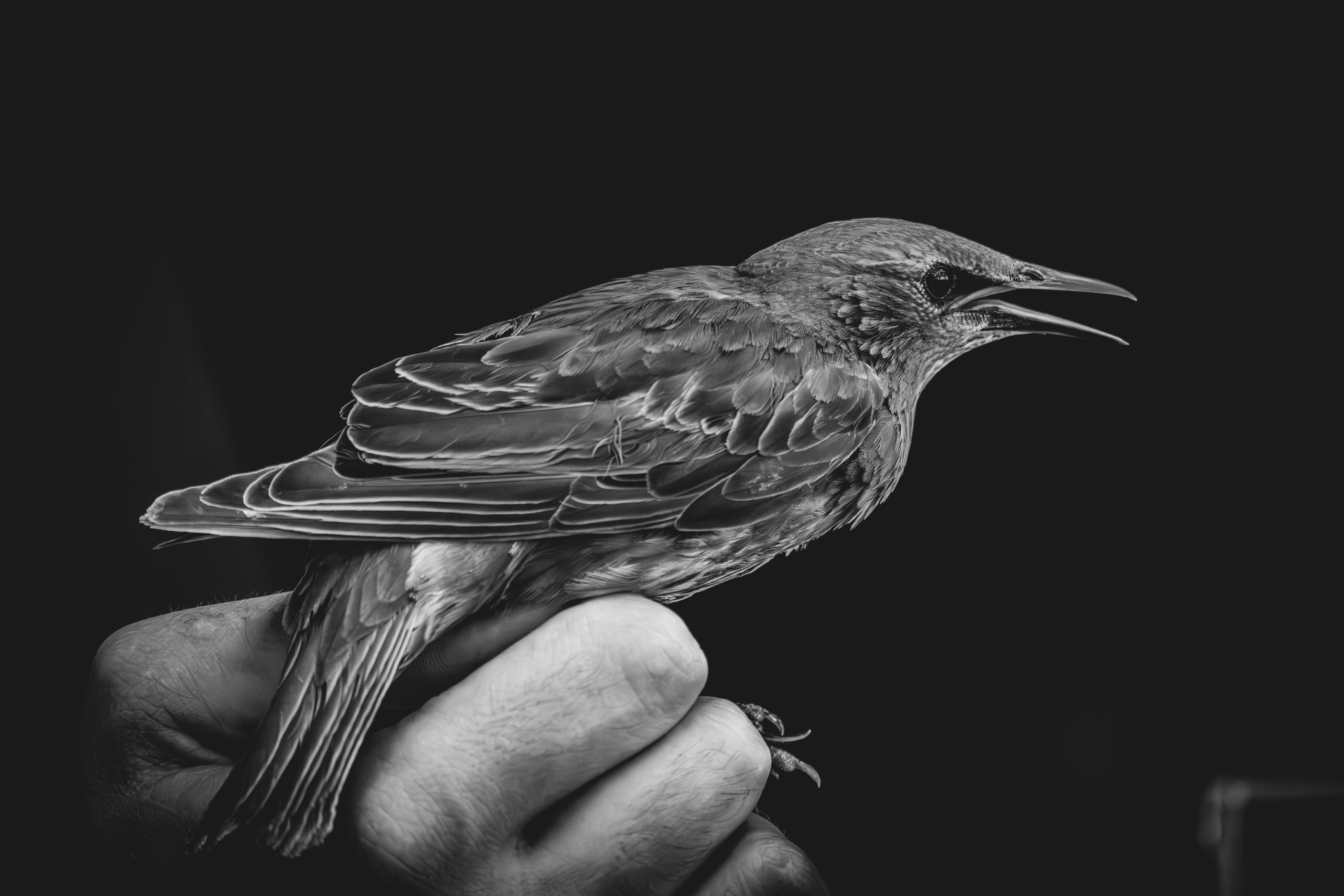 Seseorang memegang burung kecil di tangan mereka