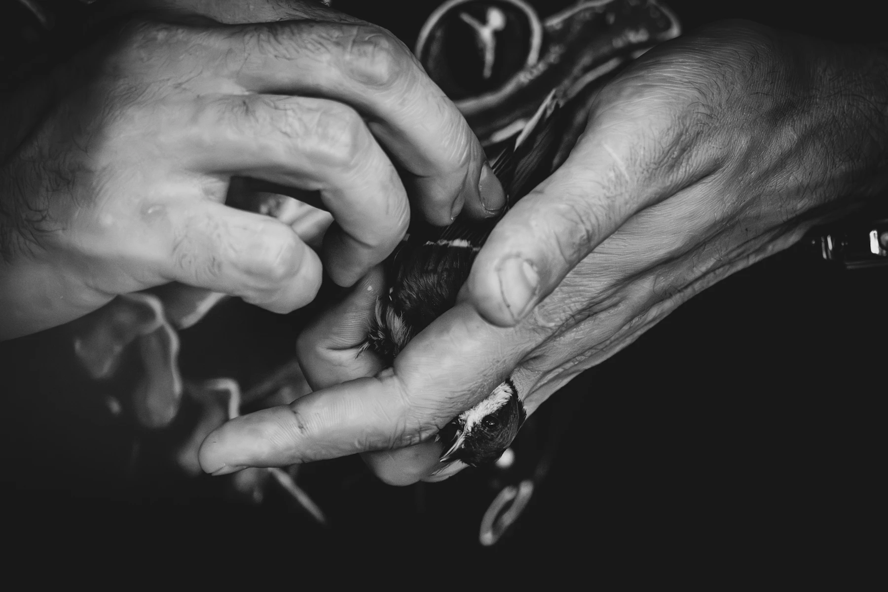 Two weathered hands working on a small bird held between the fingers, in black and white