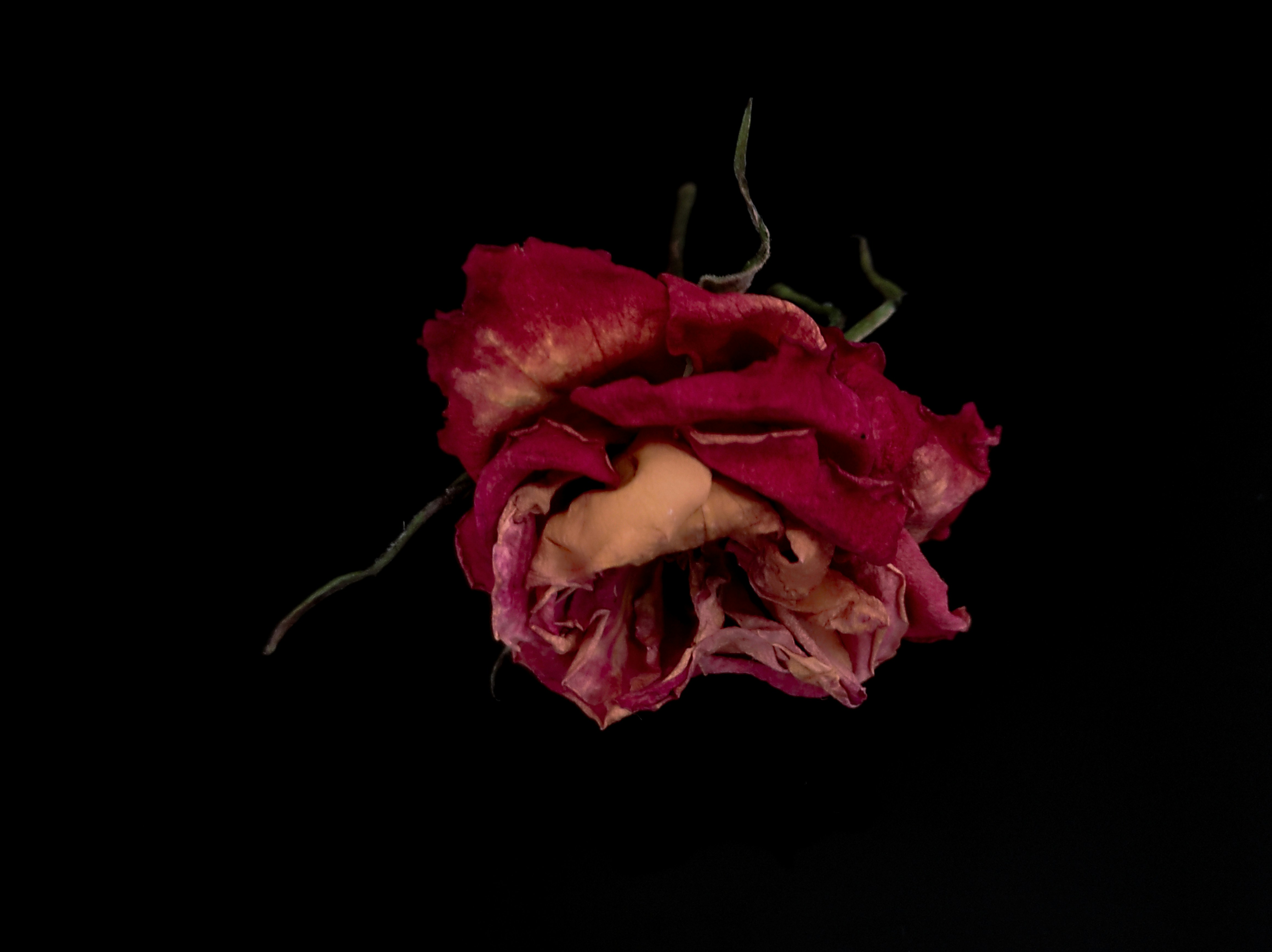 Photo by daniela_e_photography