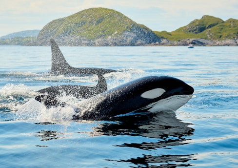 A couple of orca's swimming in a body of water