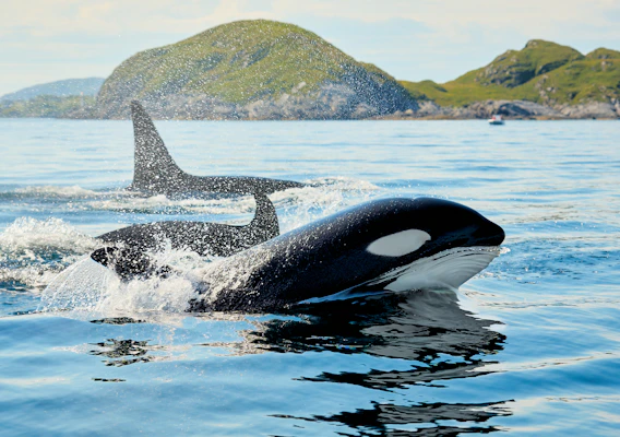 Orcas swimming in water