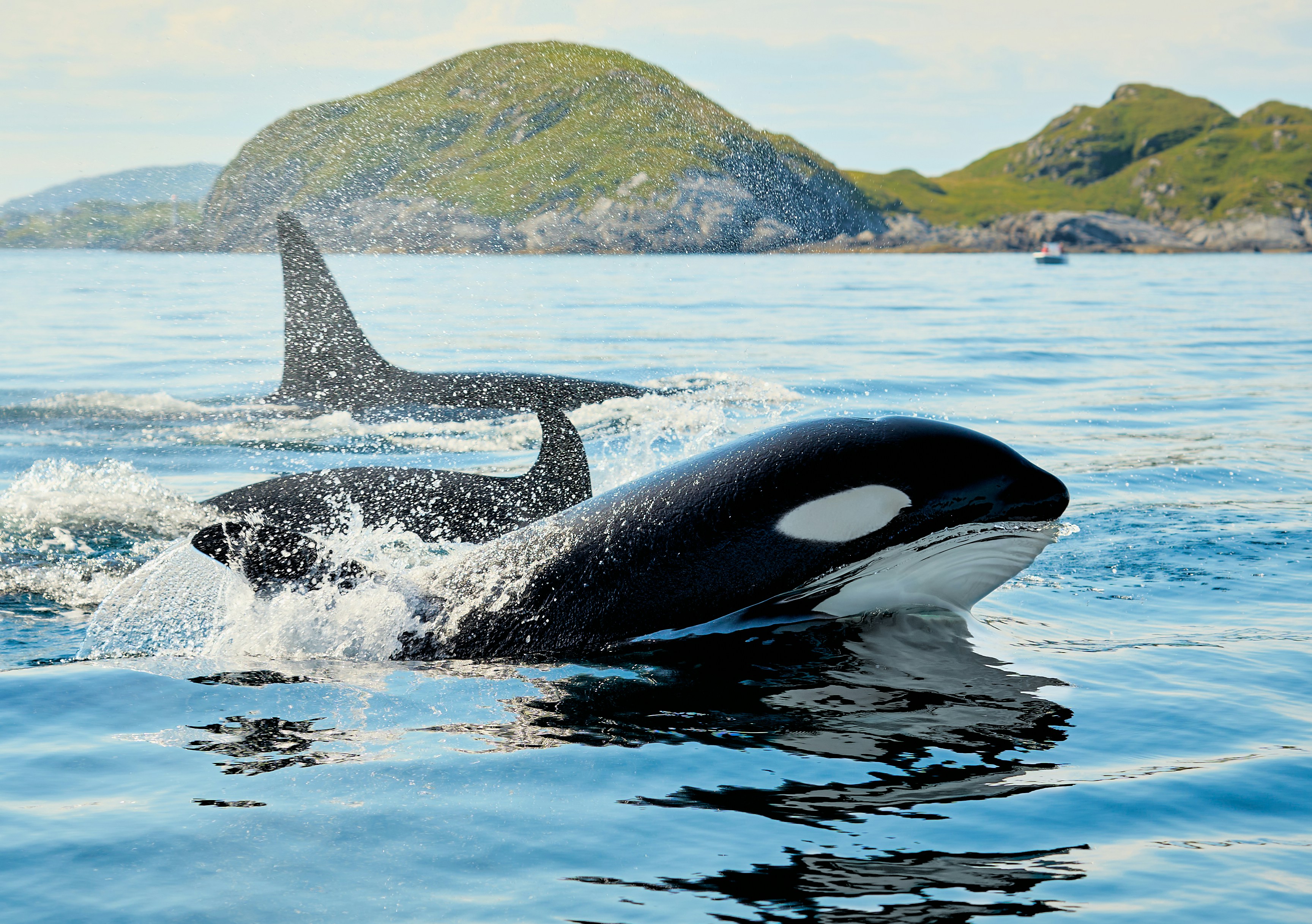 When the Killer Whales Came Back, the Whole Ocean Exhaled
