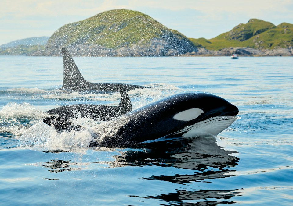 A pod of orcas surfacing in an Arctic Norwegian fjord in winter