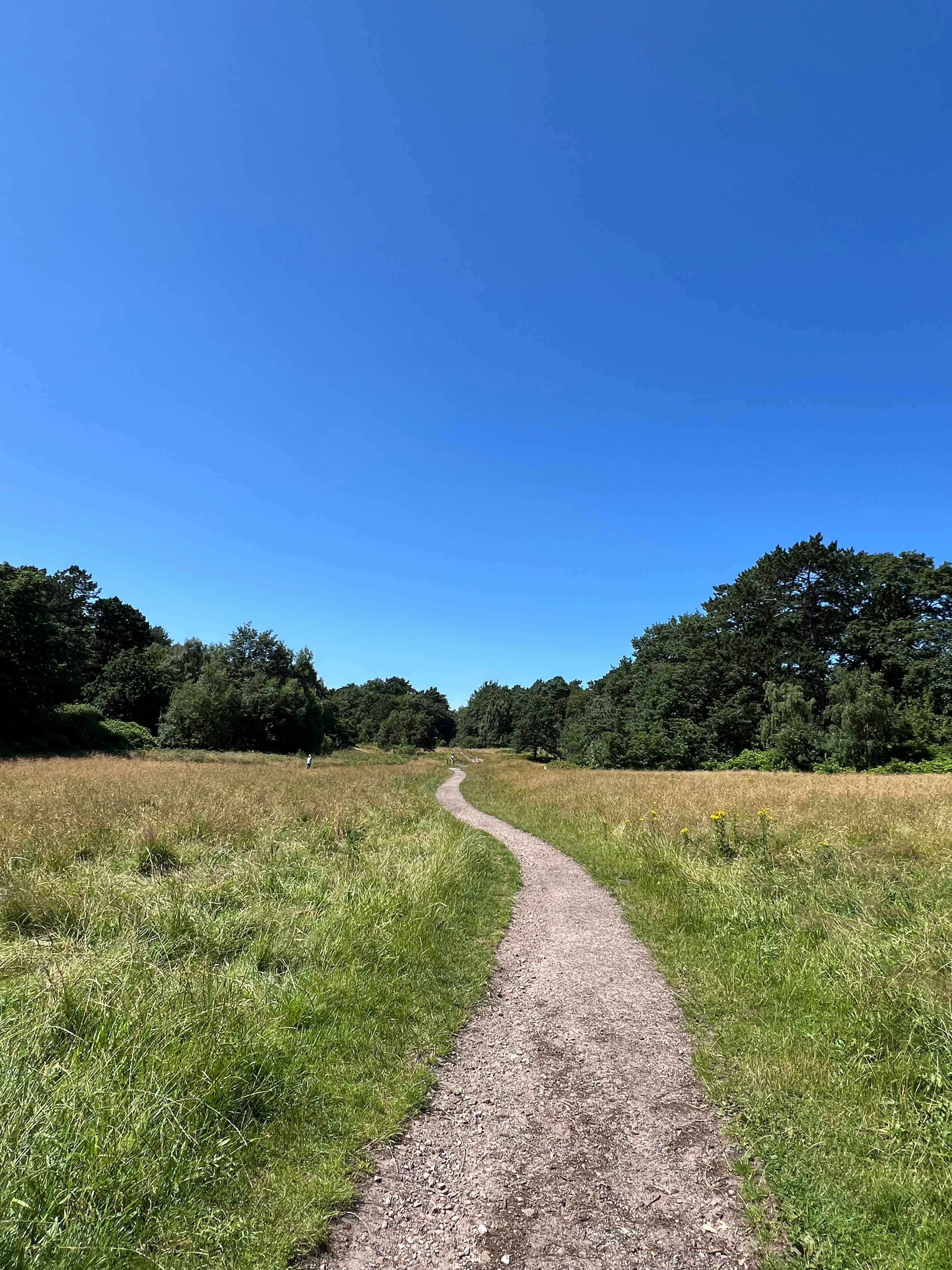 A dirt road going through a grassy field