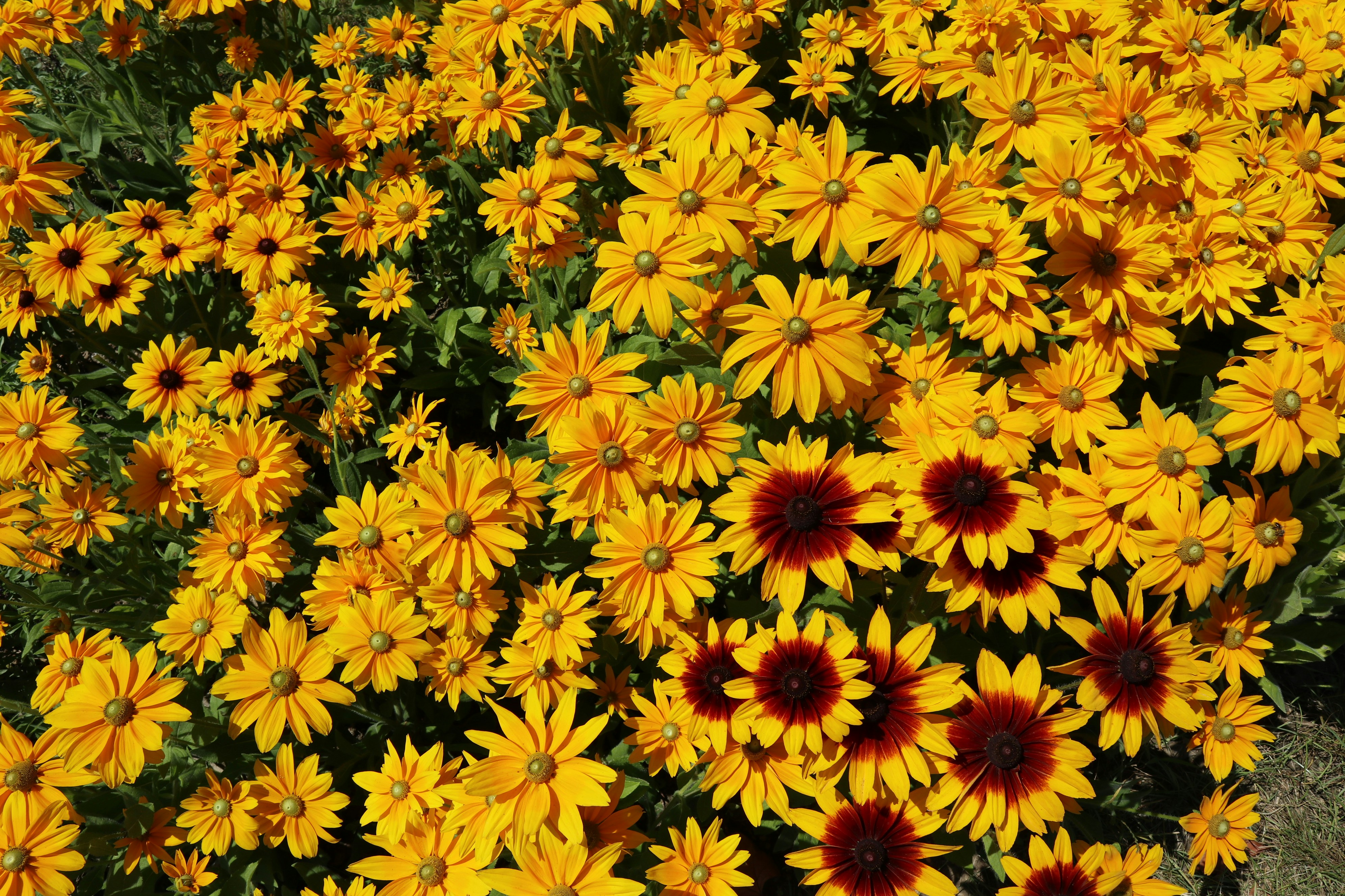 Photo by balint_miko