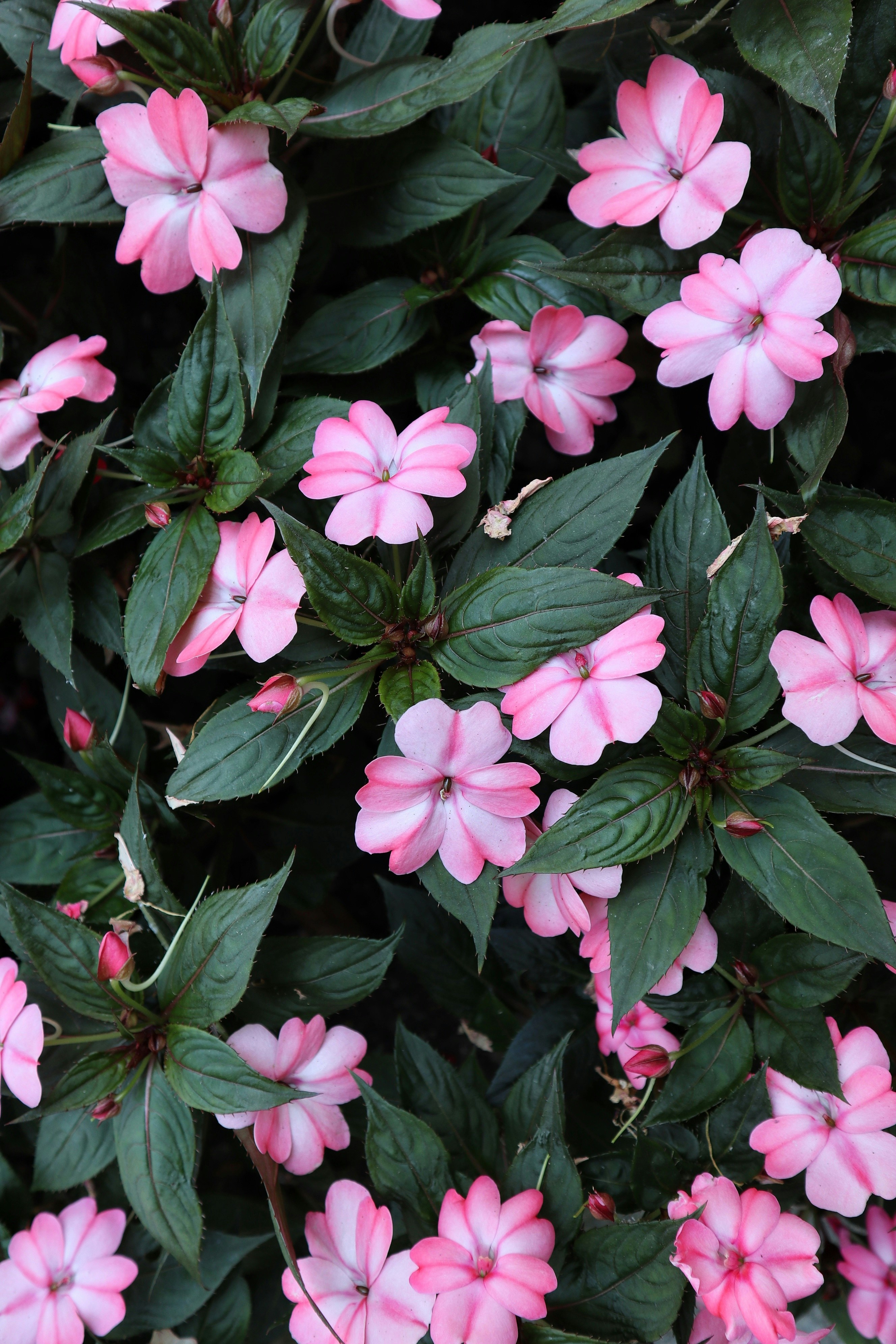 Photo by balint_miko