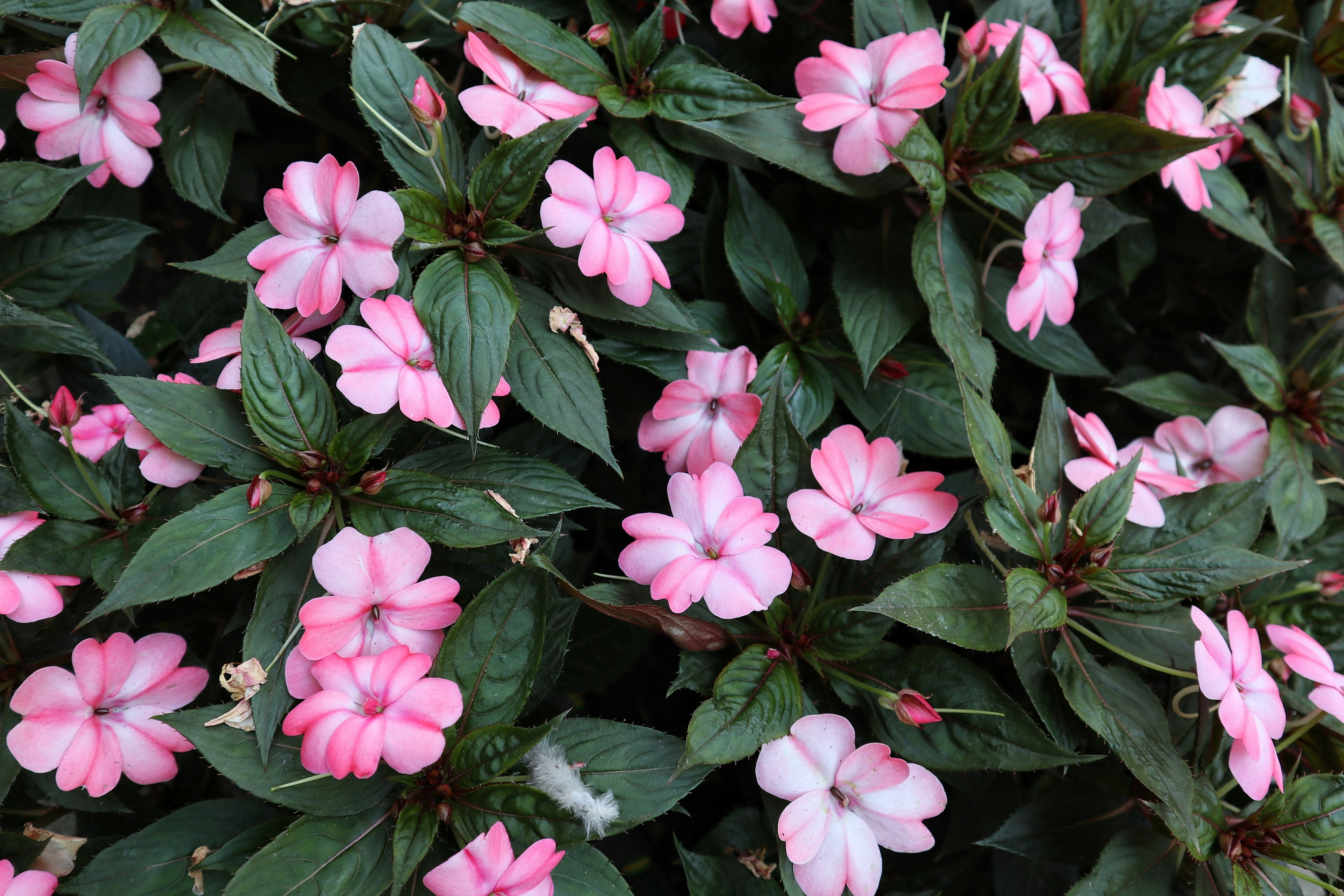 Photo by balint_miko