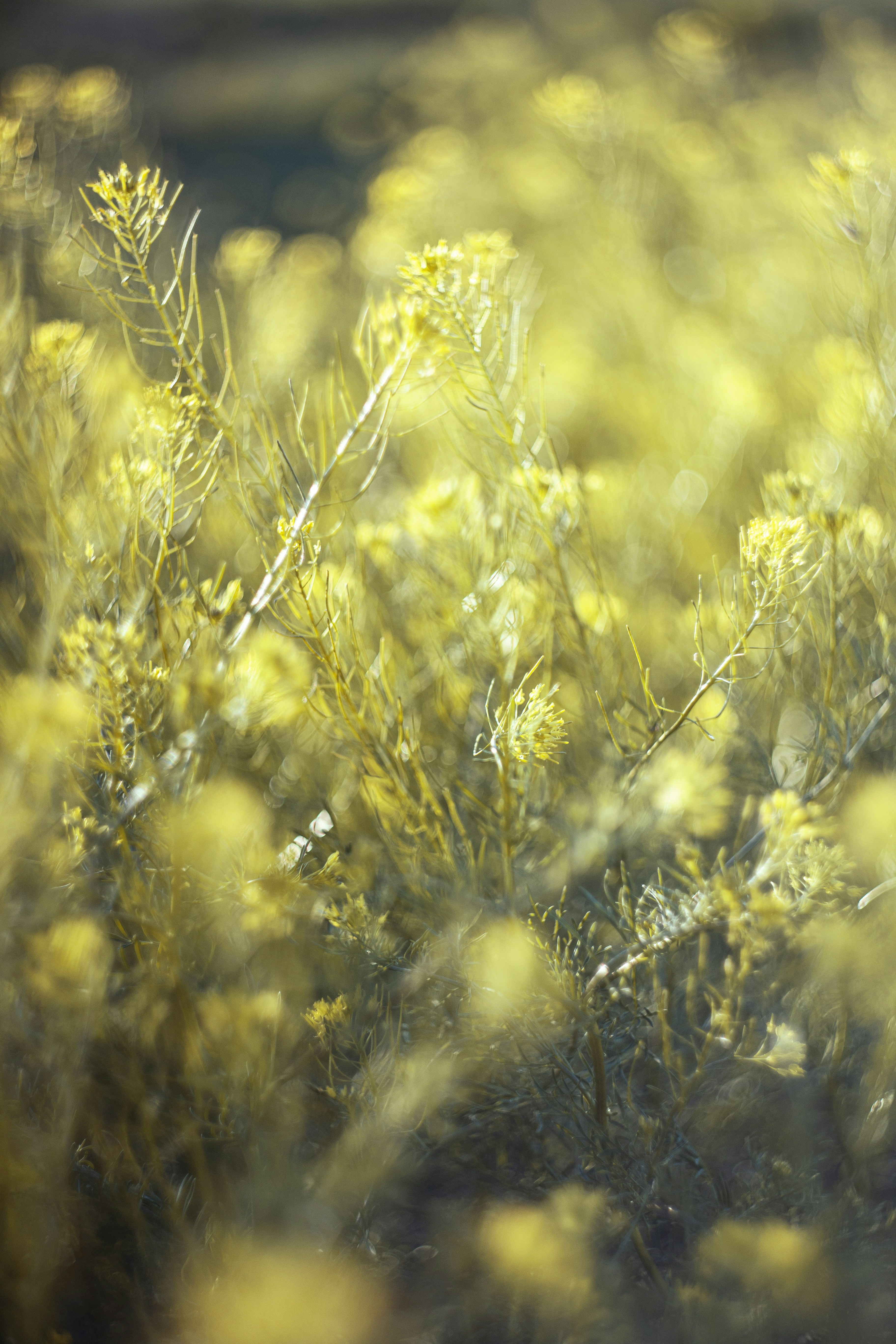 A bunch of yellow flowers in a field