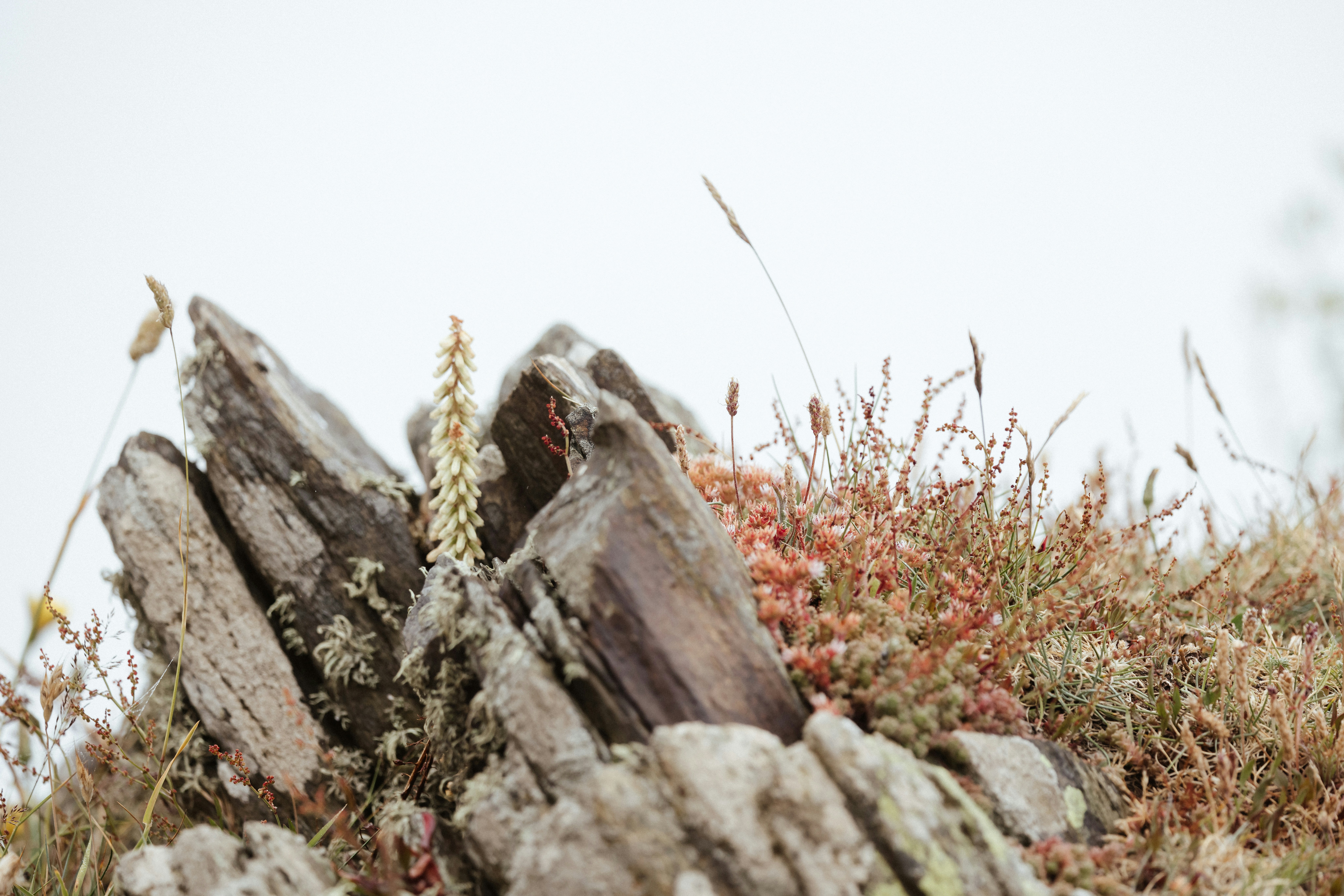 Photo by anniespratt