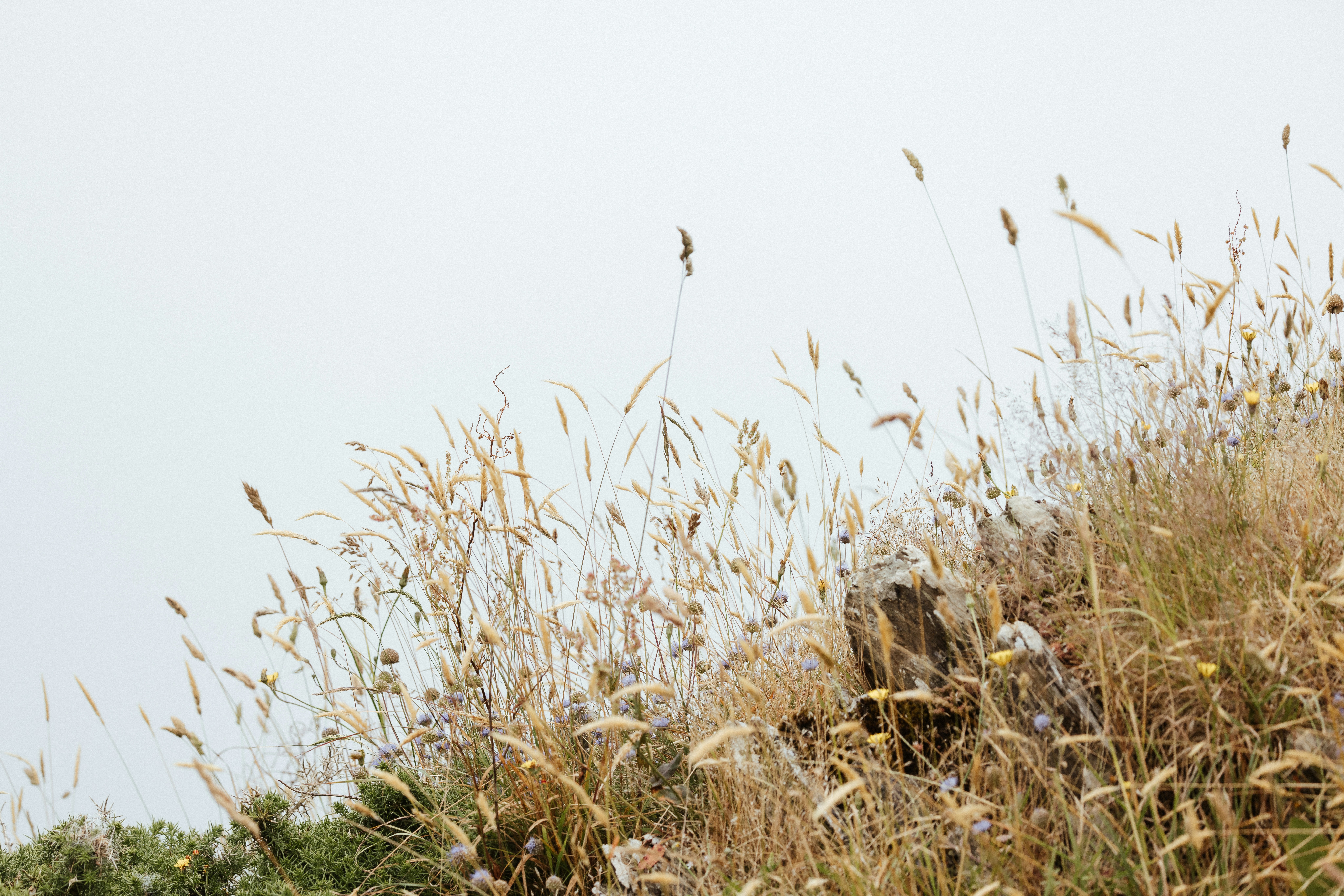 A giraffe standing on top of a grass covered hillside