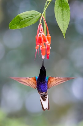 A hummingbird flying away from a red flower