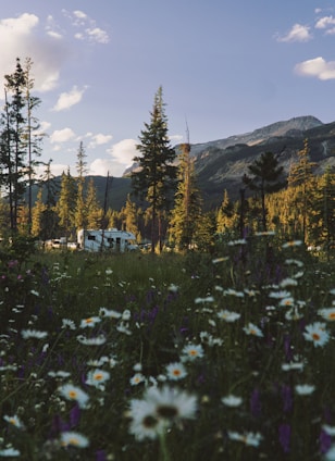 A field of wildflowers in front of a mountain