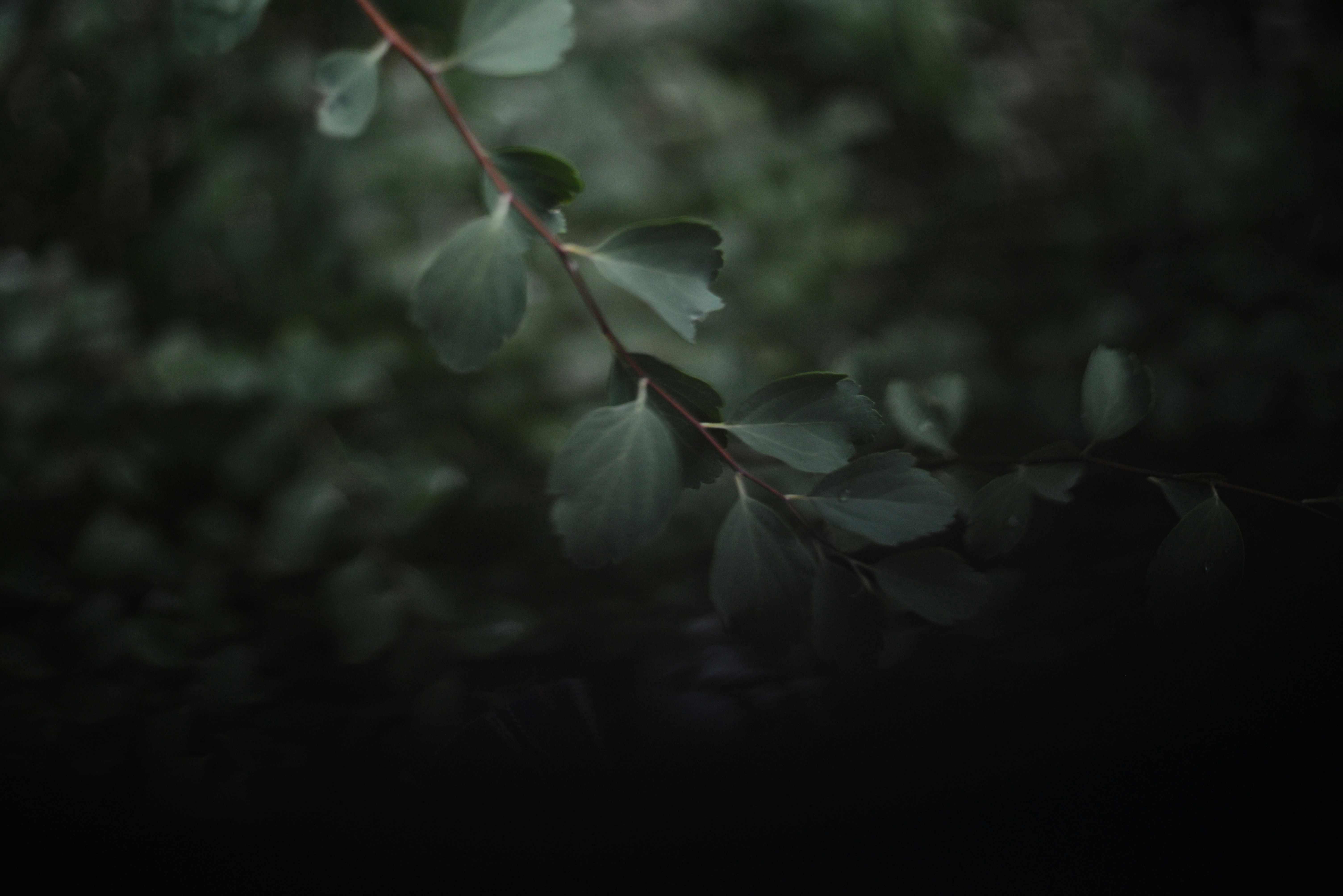 Photo by cherstve_pechivo