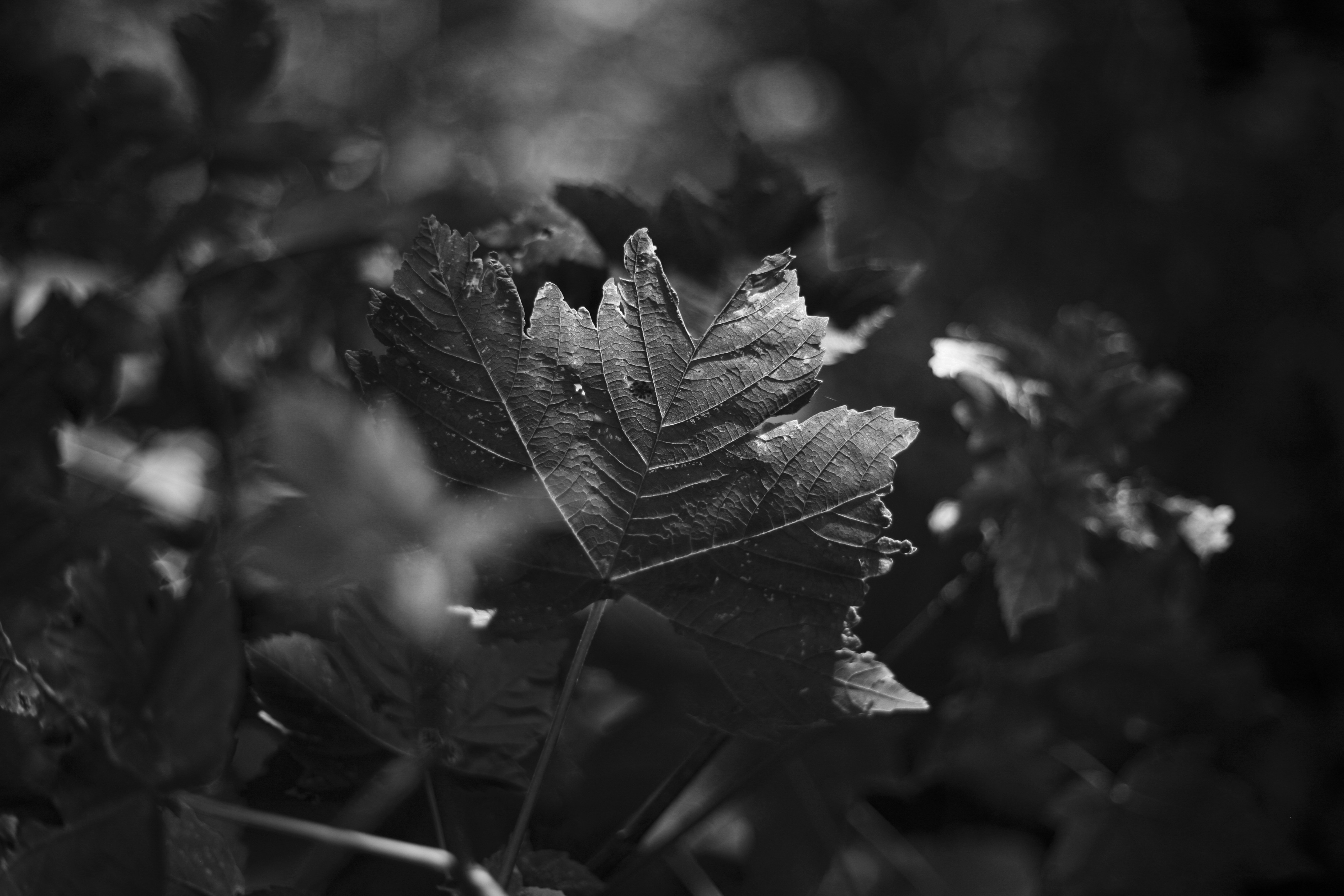 Photo by jcosens