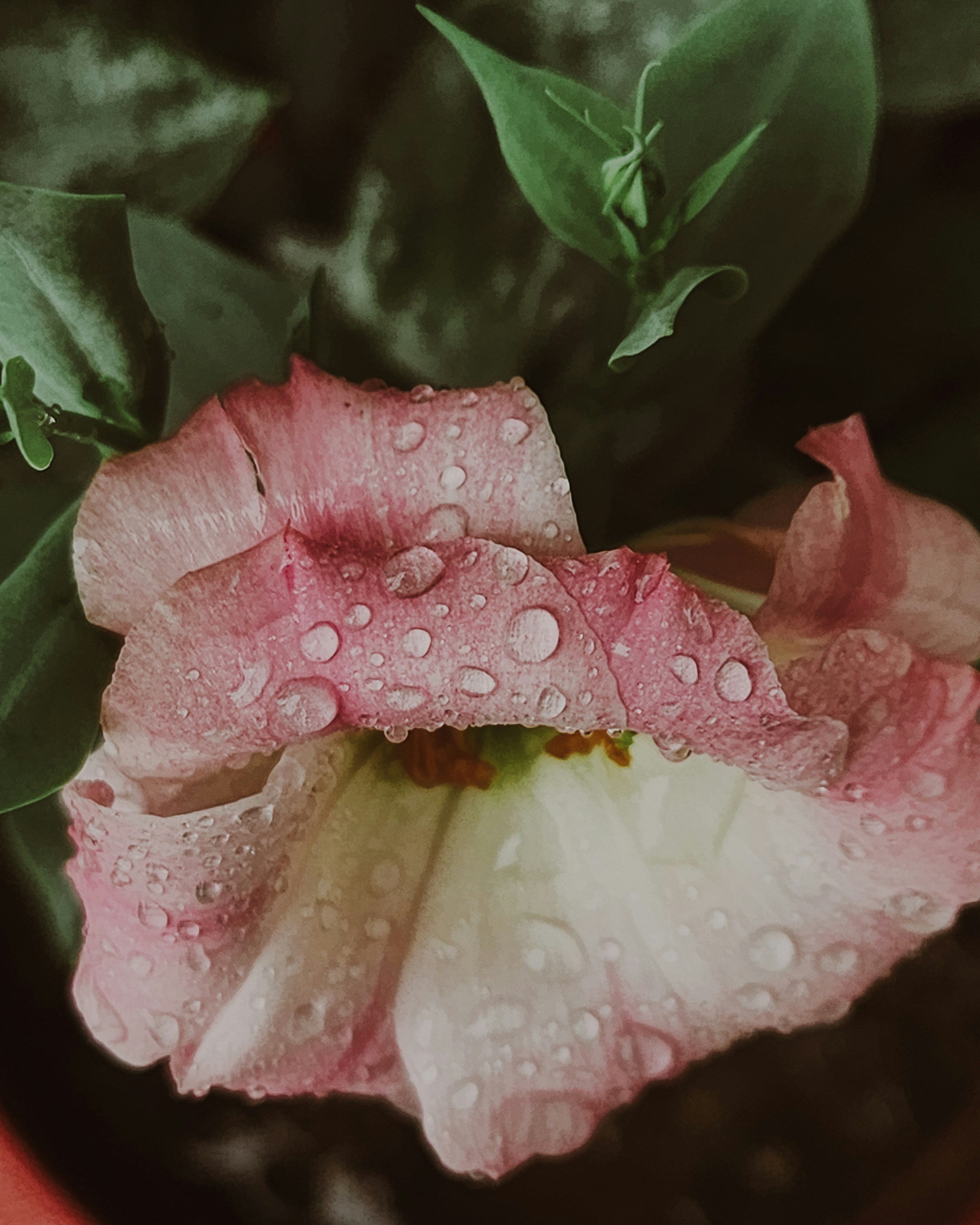 Photo by justcapturingit