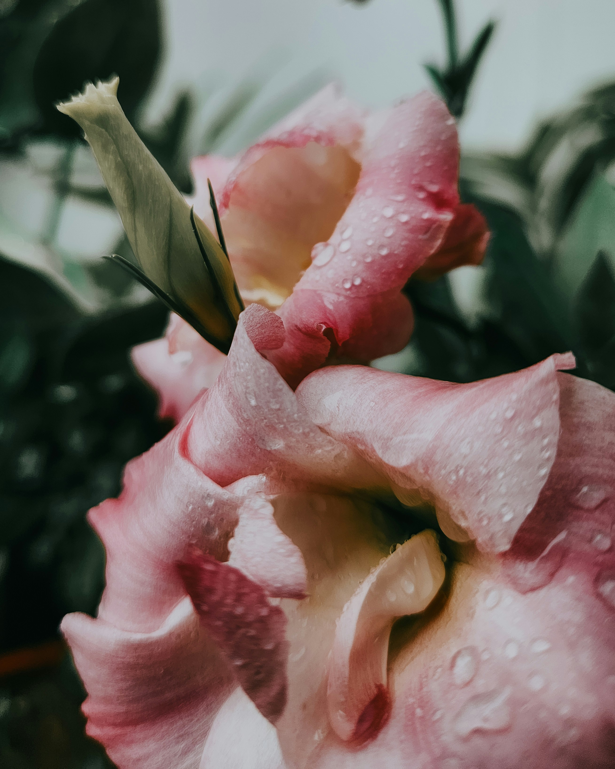 Photo by justcapturingit