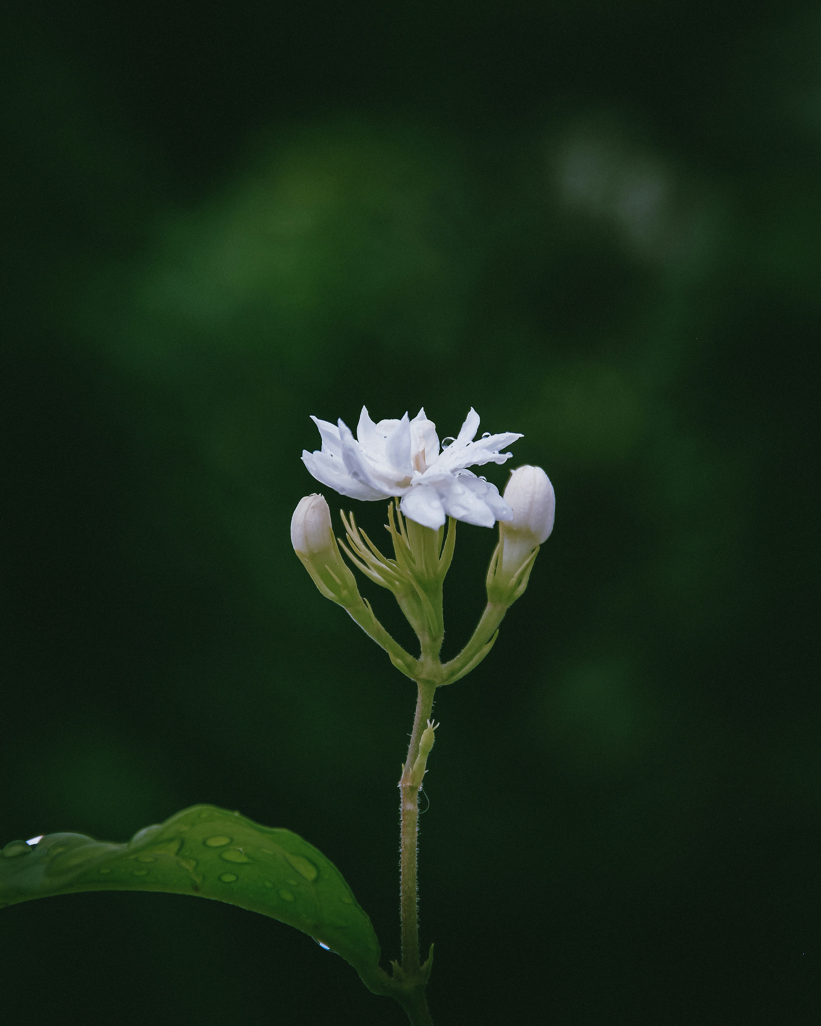 Photo by justcapturingit