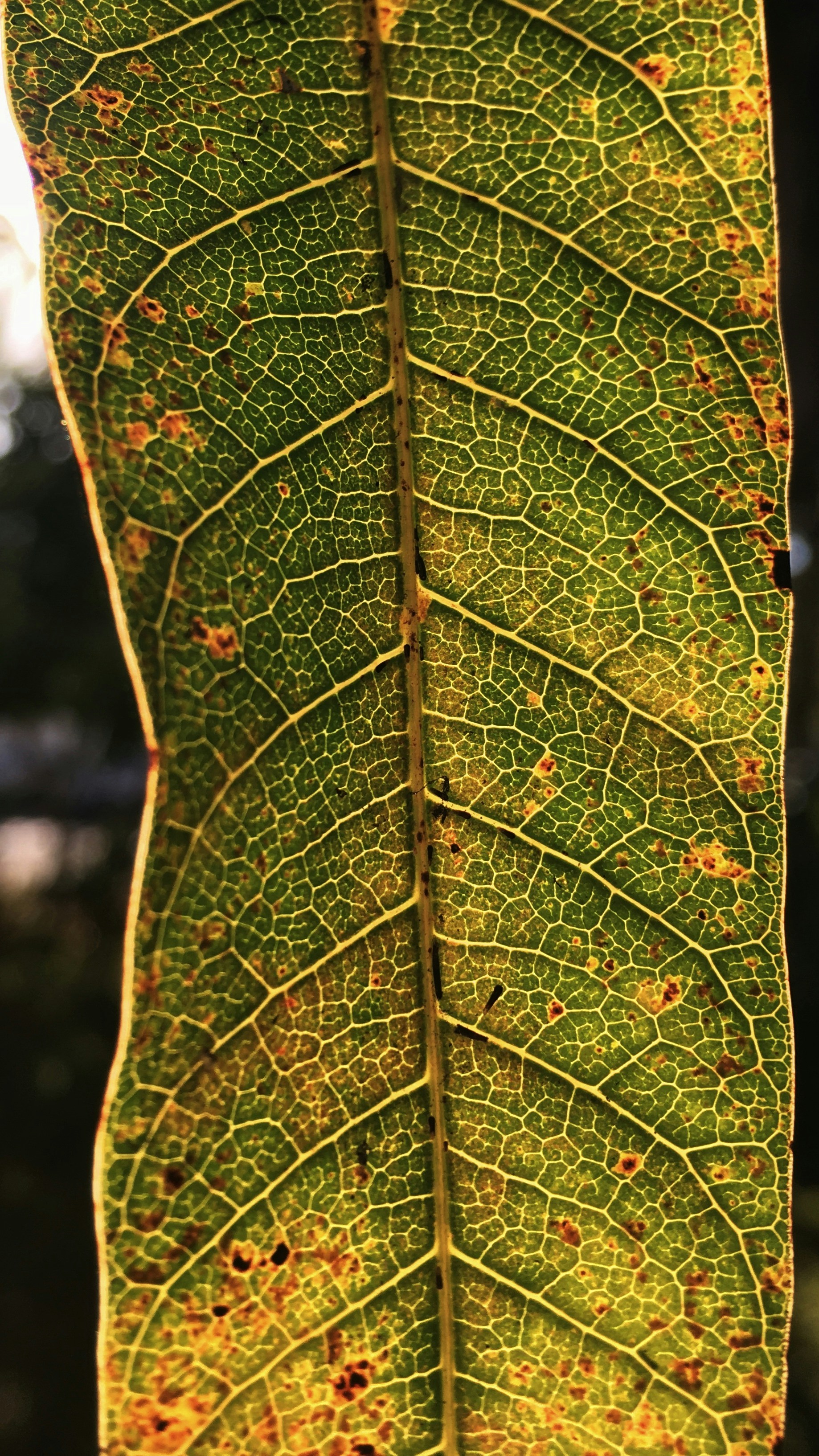 A close up of a green leaf with brown spots