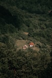 A house in the middle of a forest