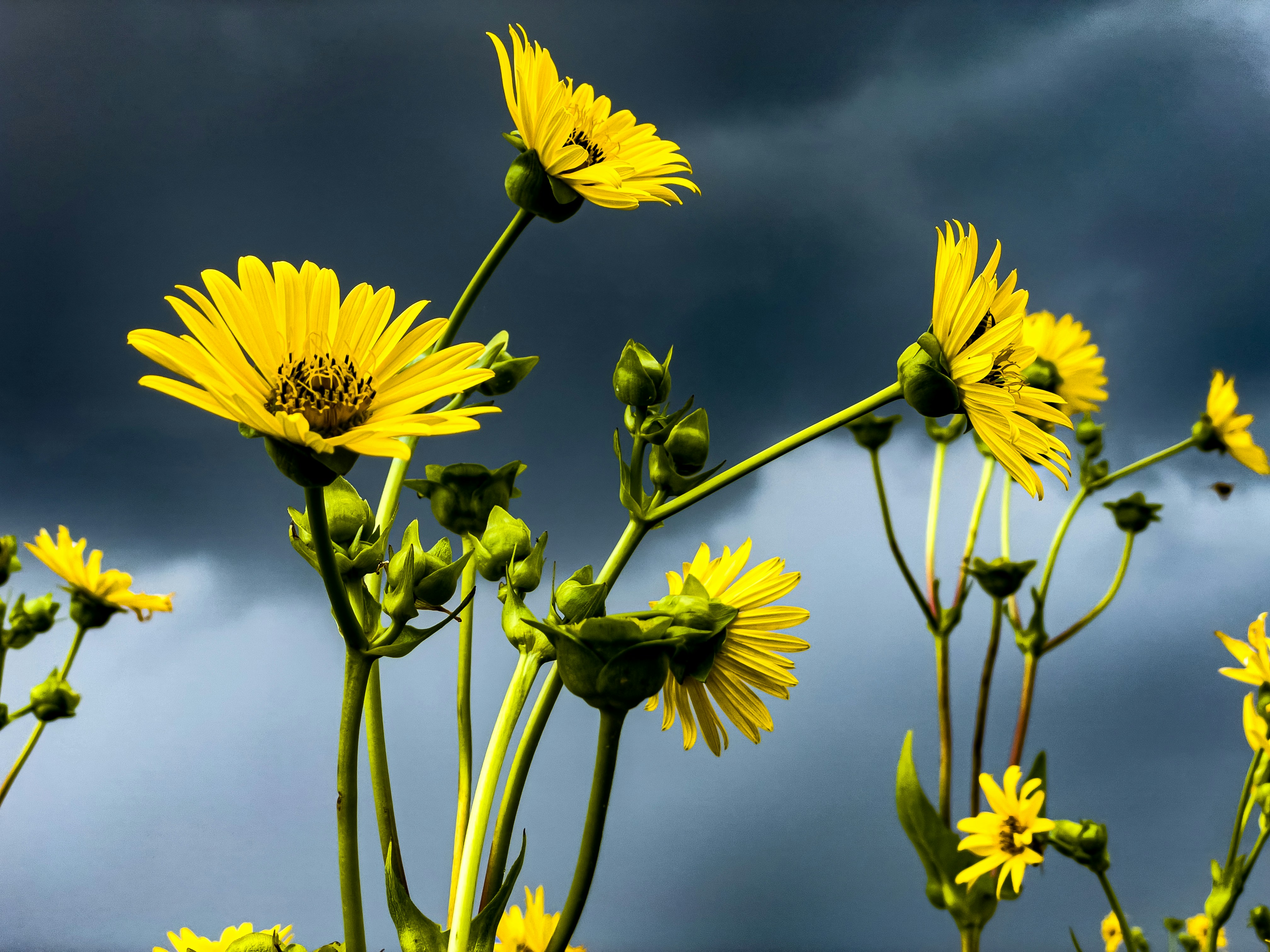 A field full of yellow flowers under a cloudy sky