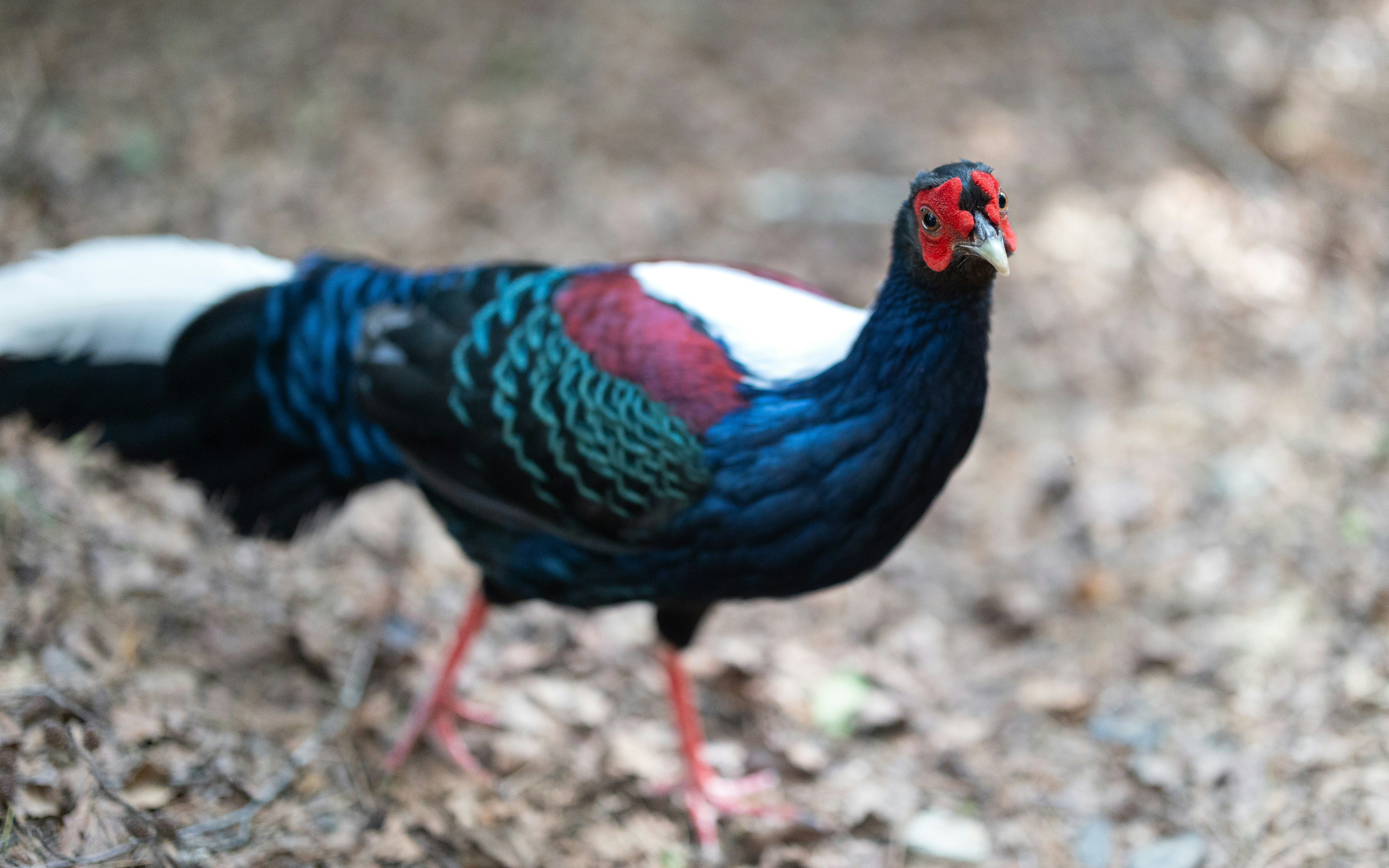 Photo by marekpiwnicki