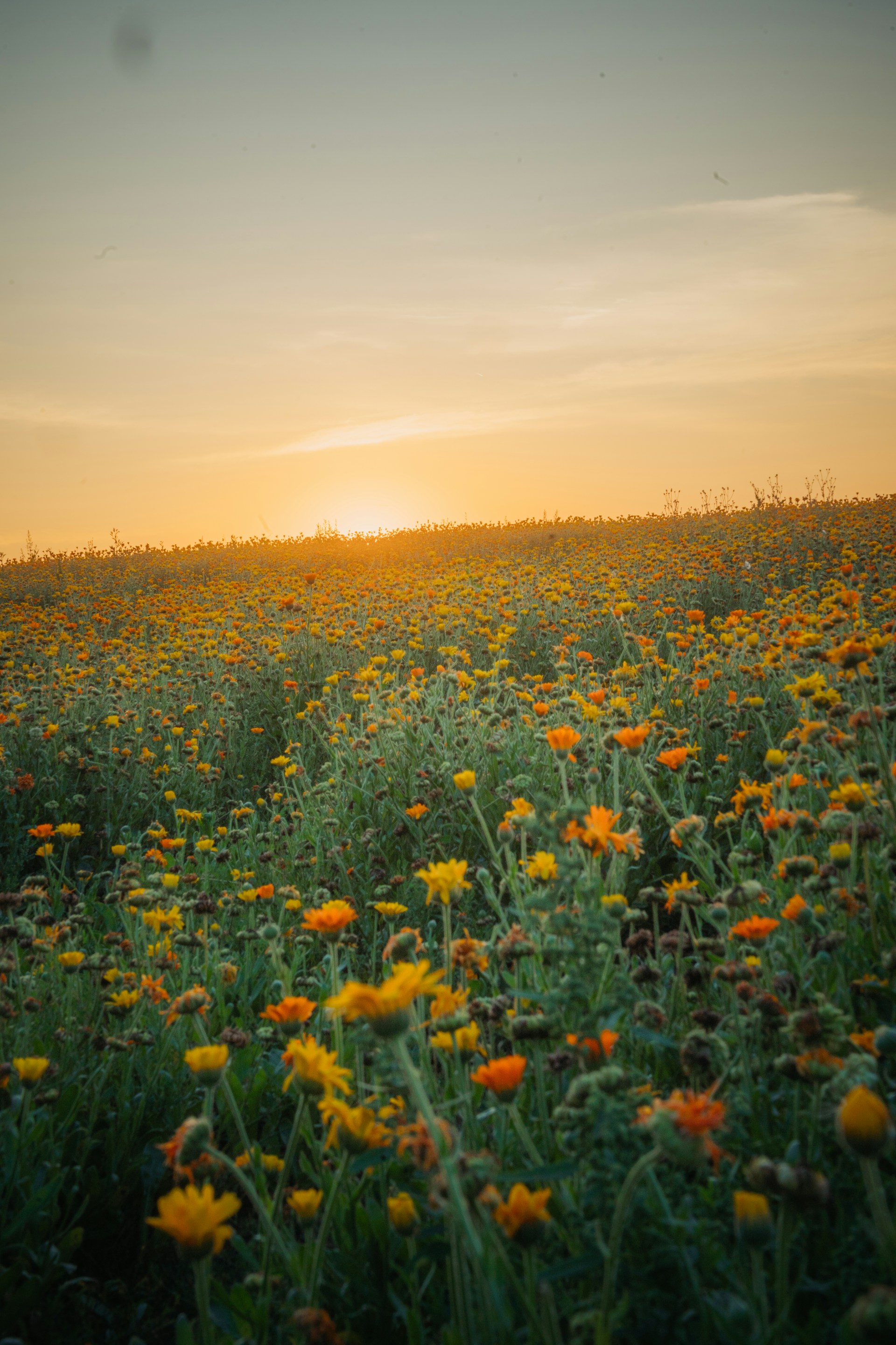 A field full of yellow and orange flowers
