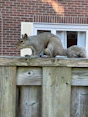 A squirrel sitting on top of a wooden fence