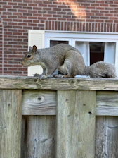 A squirrel sitting on top of a wooden fence
