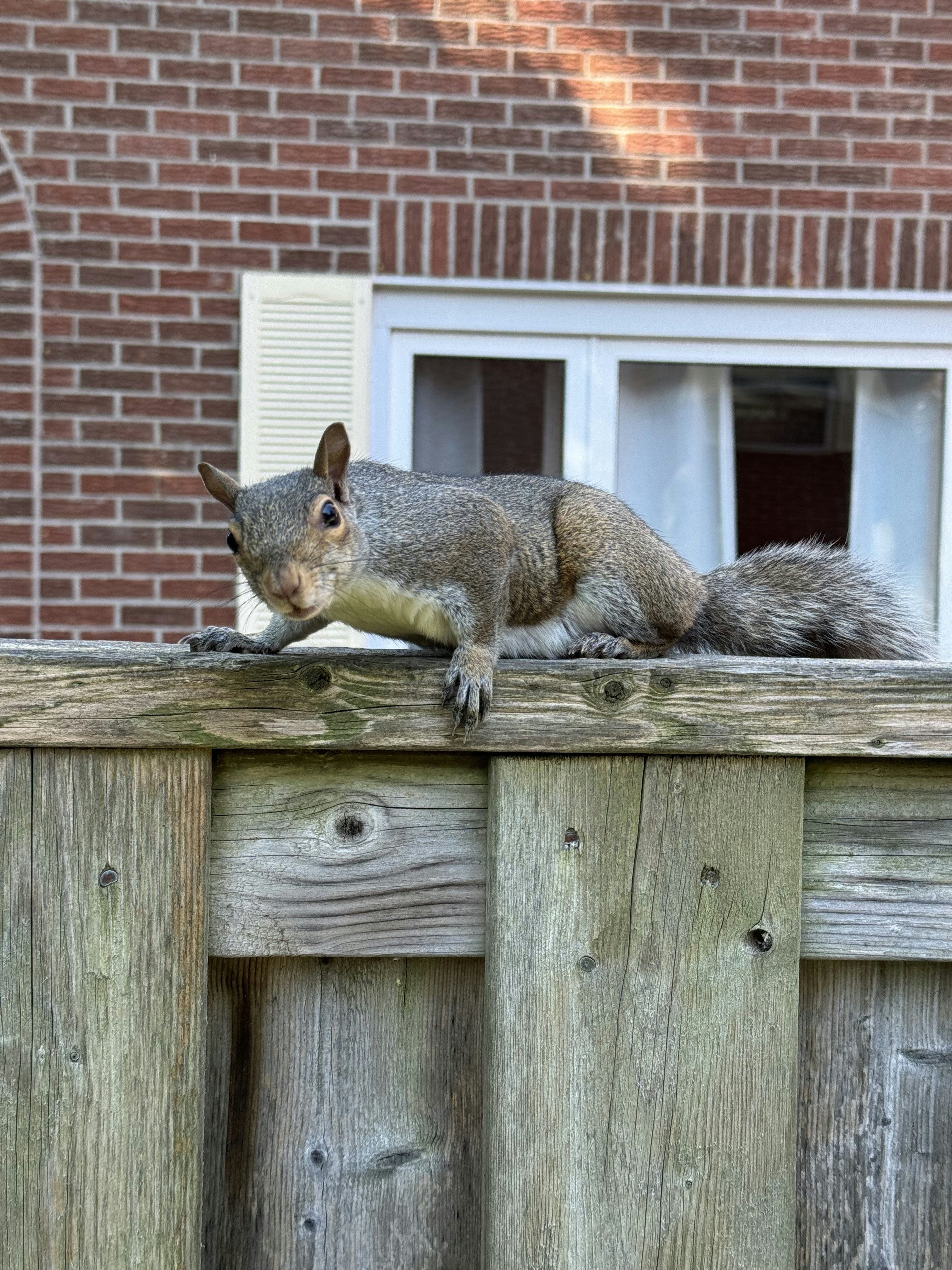 A squirrel sitting on top of a wooden fence