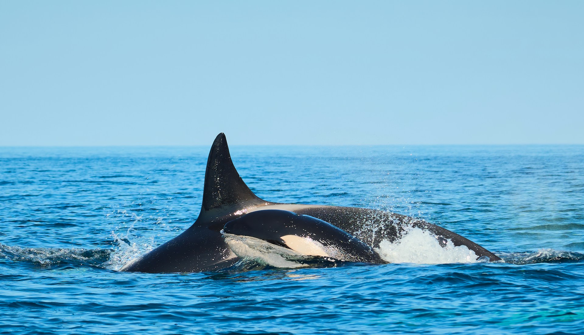 A whale is swimming in the ocean