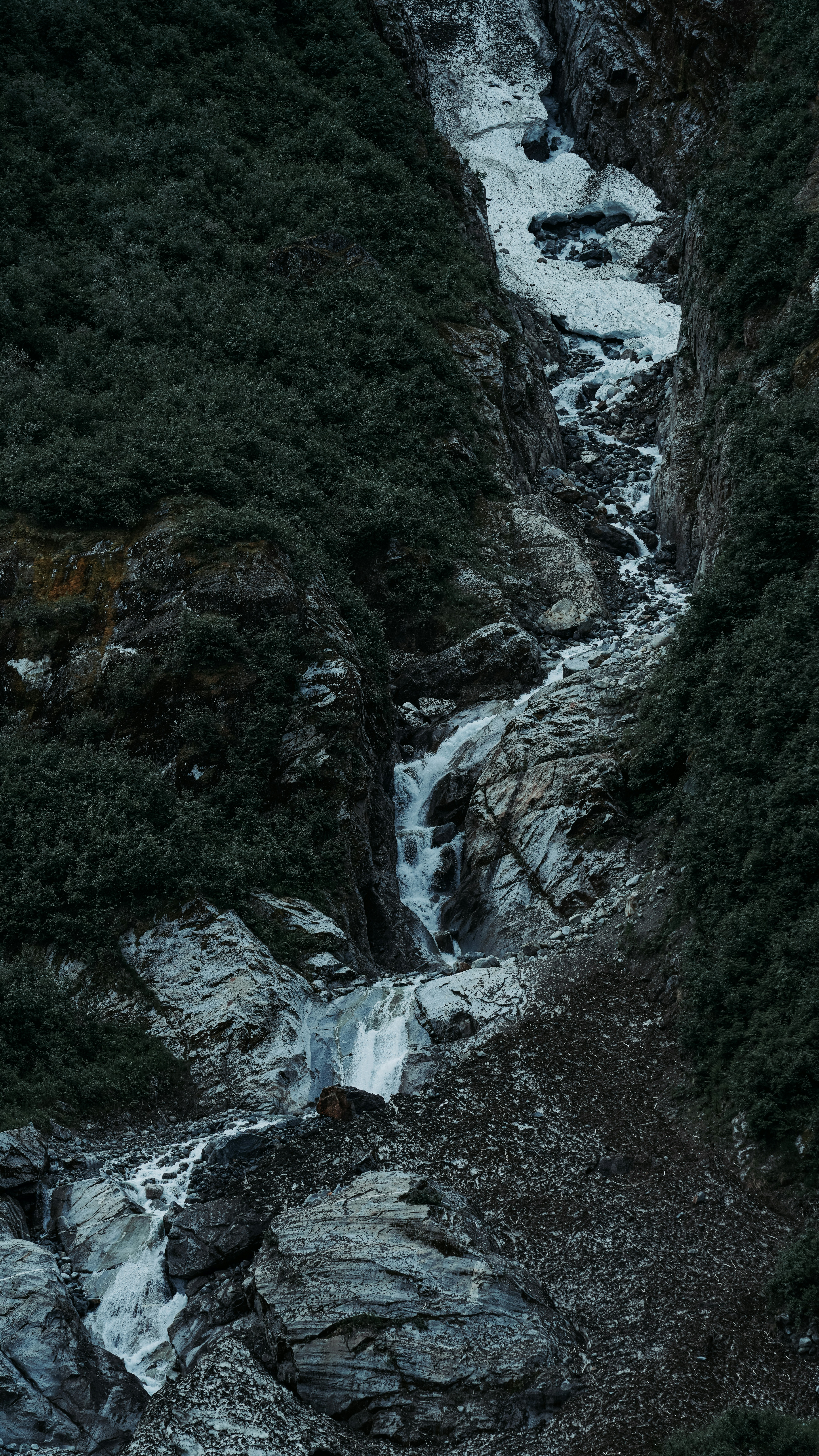 A stream of water running through a lush green forest