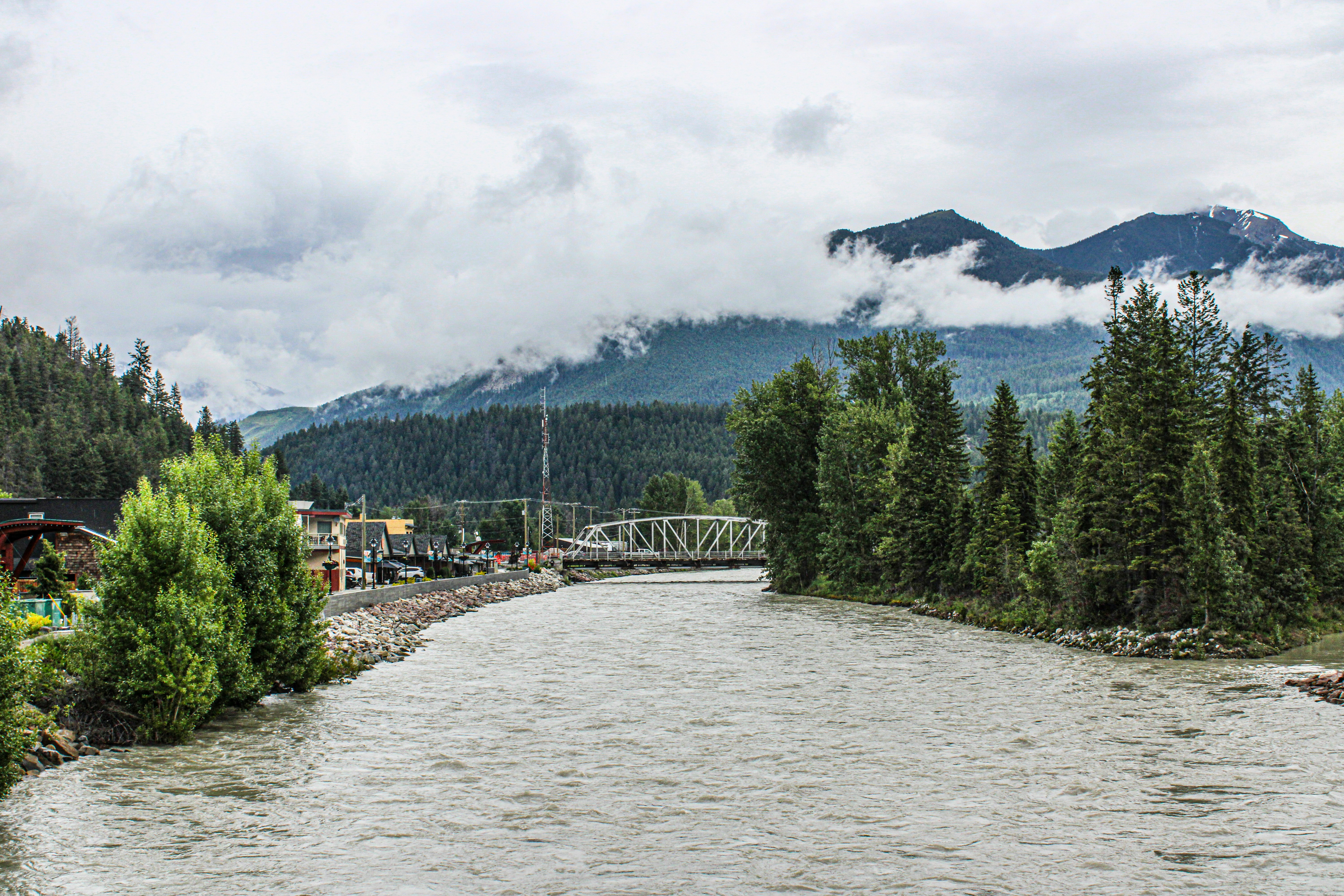 Golden: A river running through a lush green forest