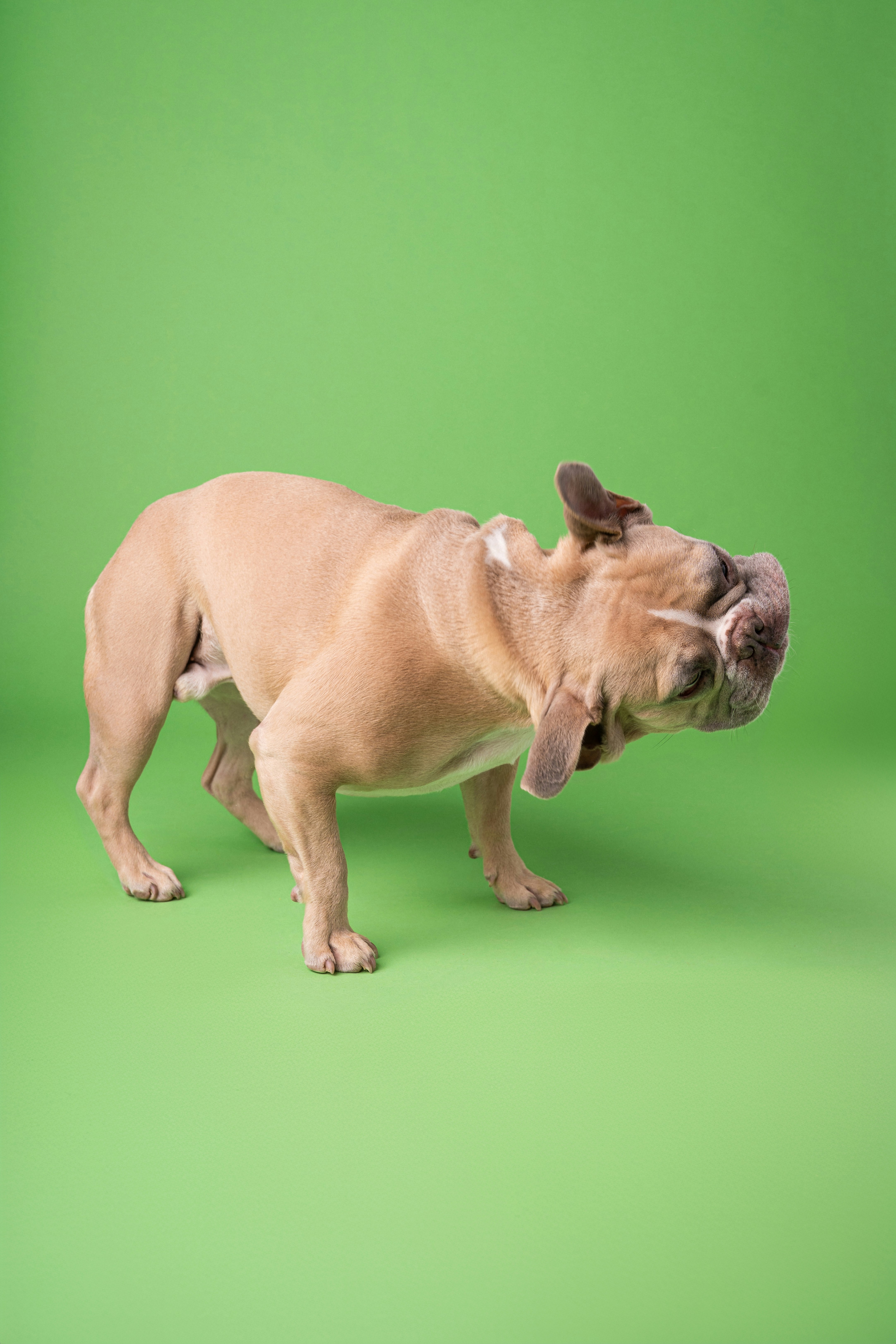 A brown dog standing on top of a green background
